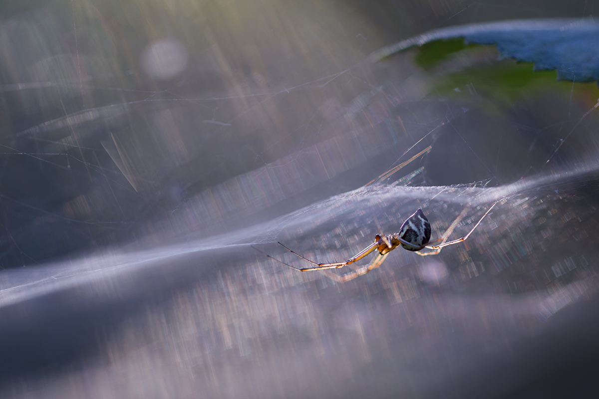 макро, паук, макрофотография, spider, macro, Хилько Марина