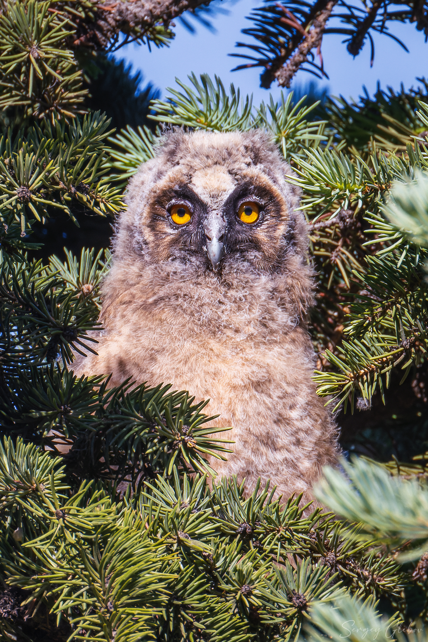 ушастая сова, птицы, пернатые, Глебов Сергей