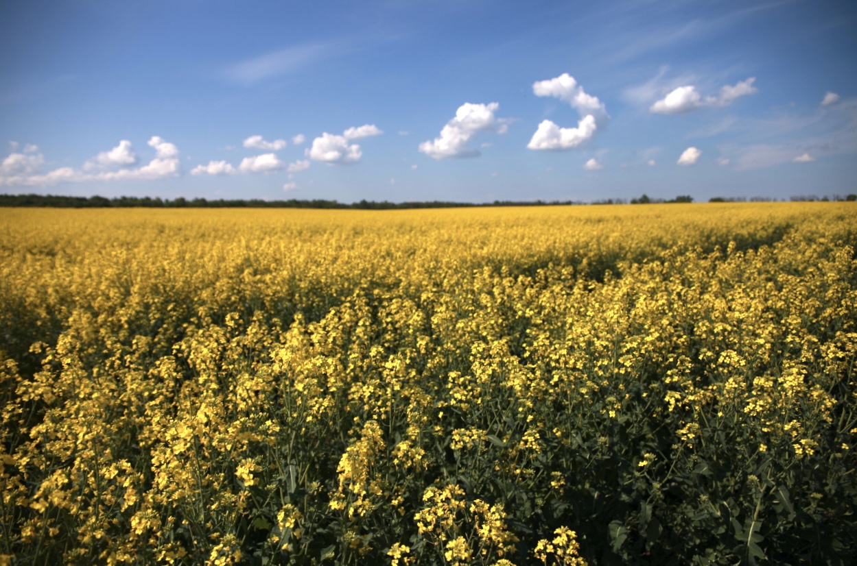 природа, яркие краски, осень, поле, лес, Алёна Салтыкова
