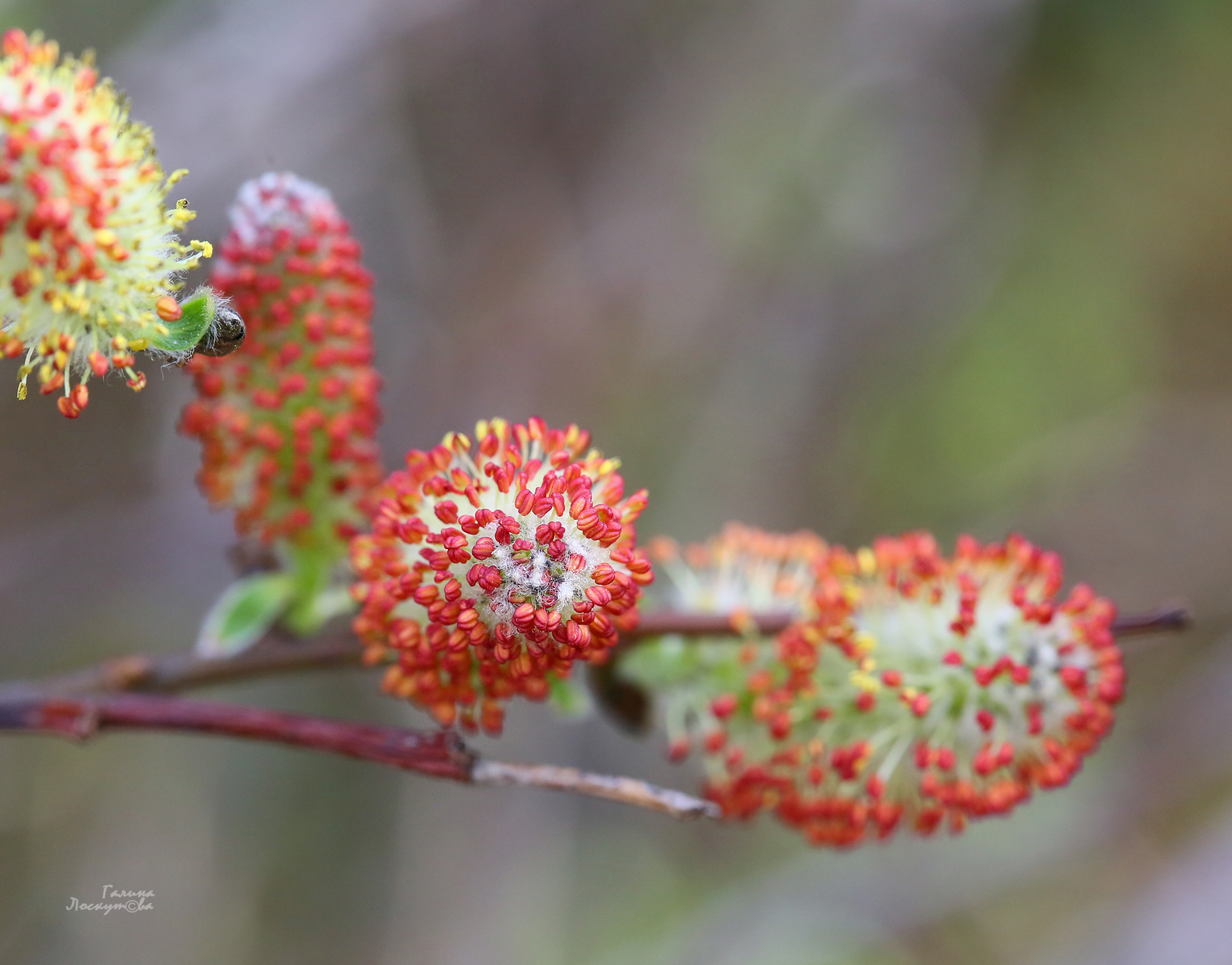 почка, весна, ветка, тычинки, Галина Лоскутова
