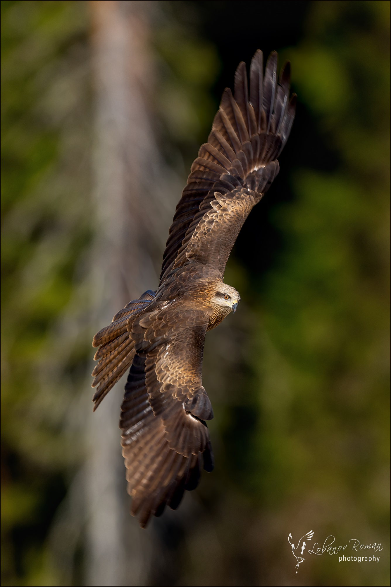 , Лобанов Роман