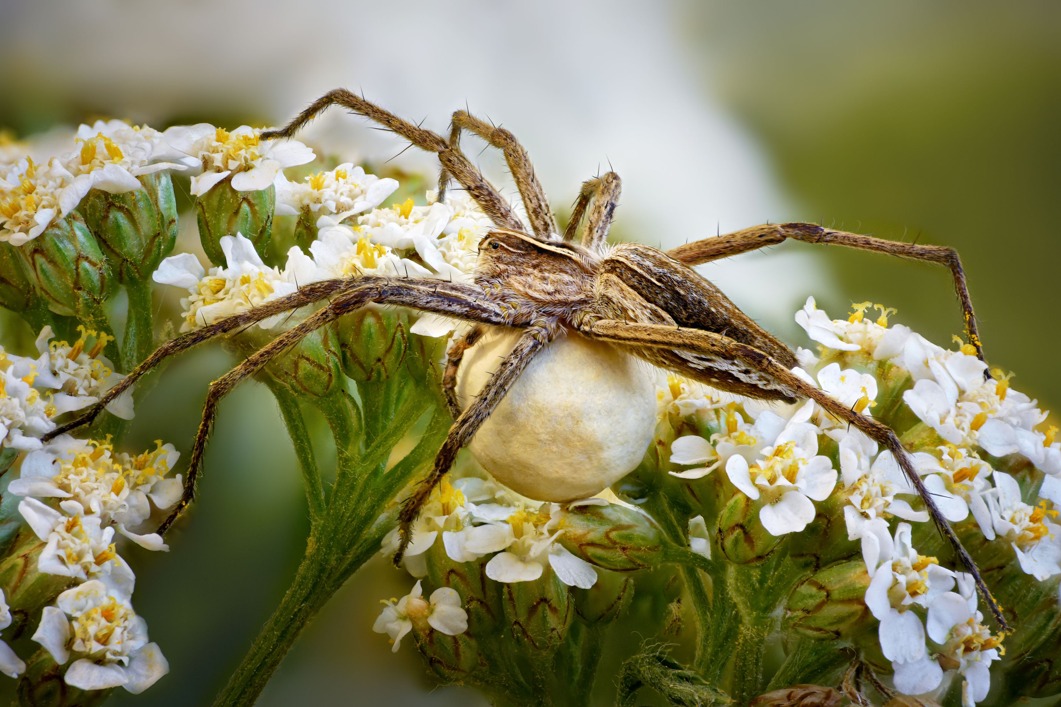 , Антон Финевич