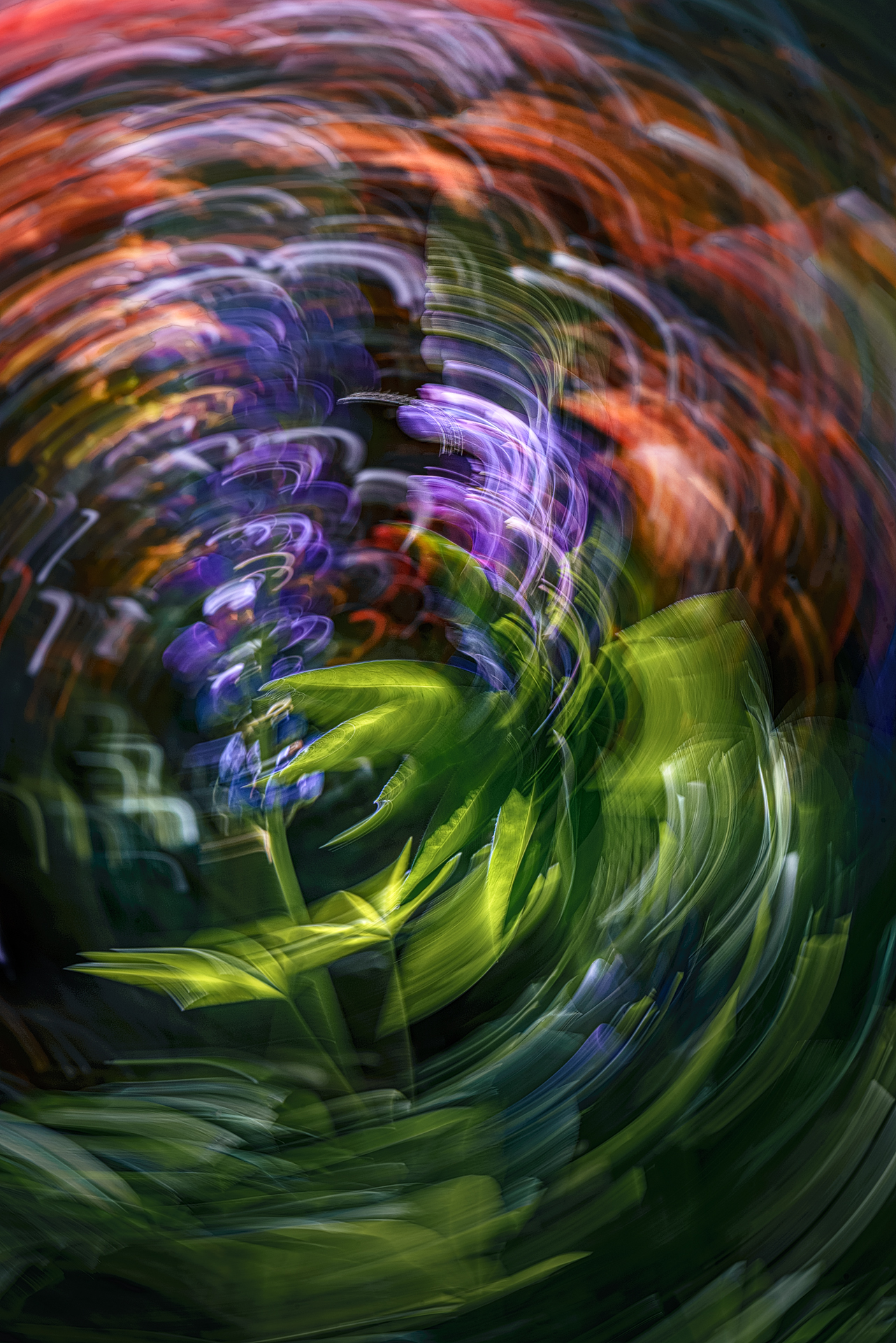 icm, люпин, Неля Рачкова