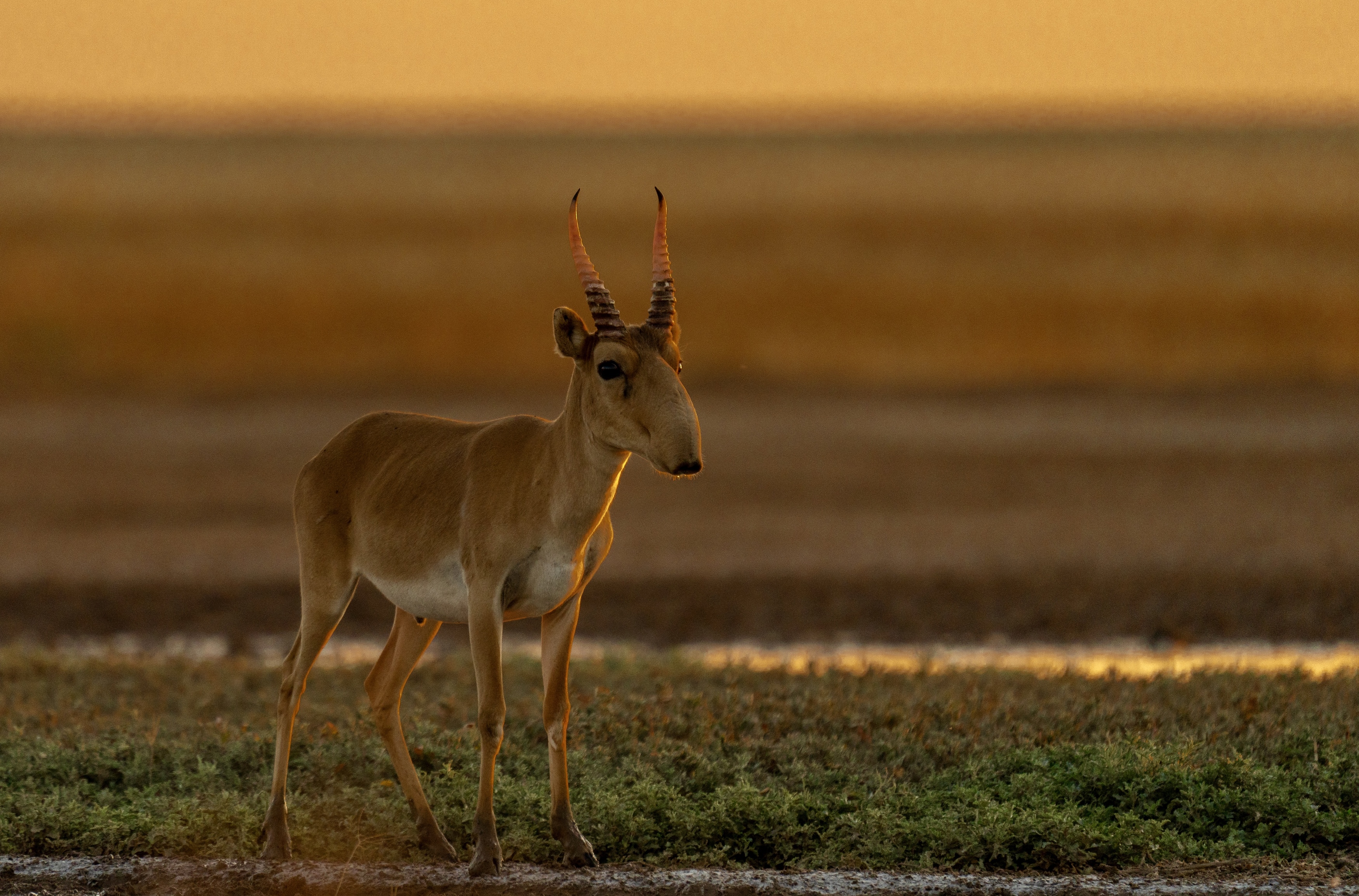 , Владимир Цветов