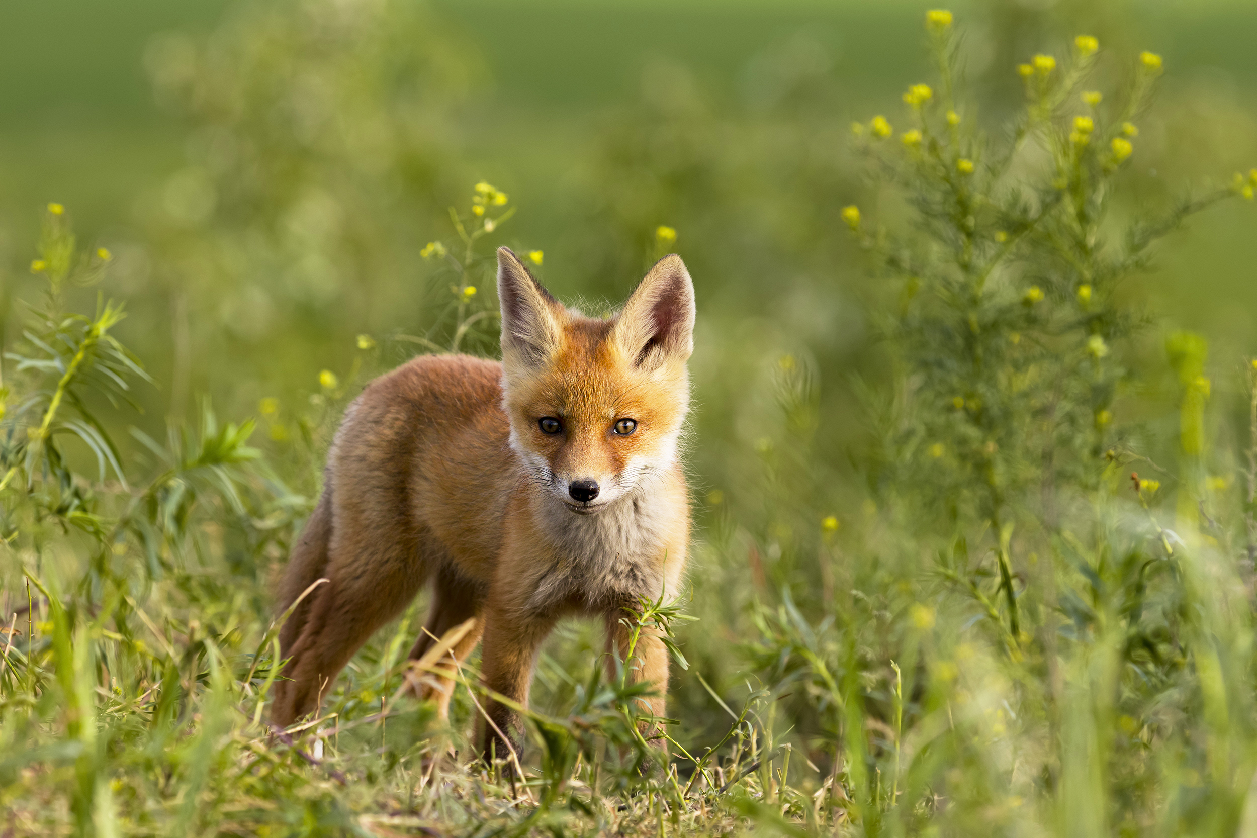 природа, Валерий Черняк