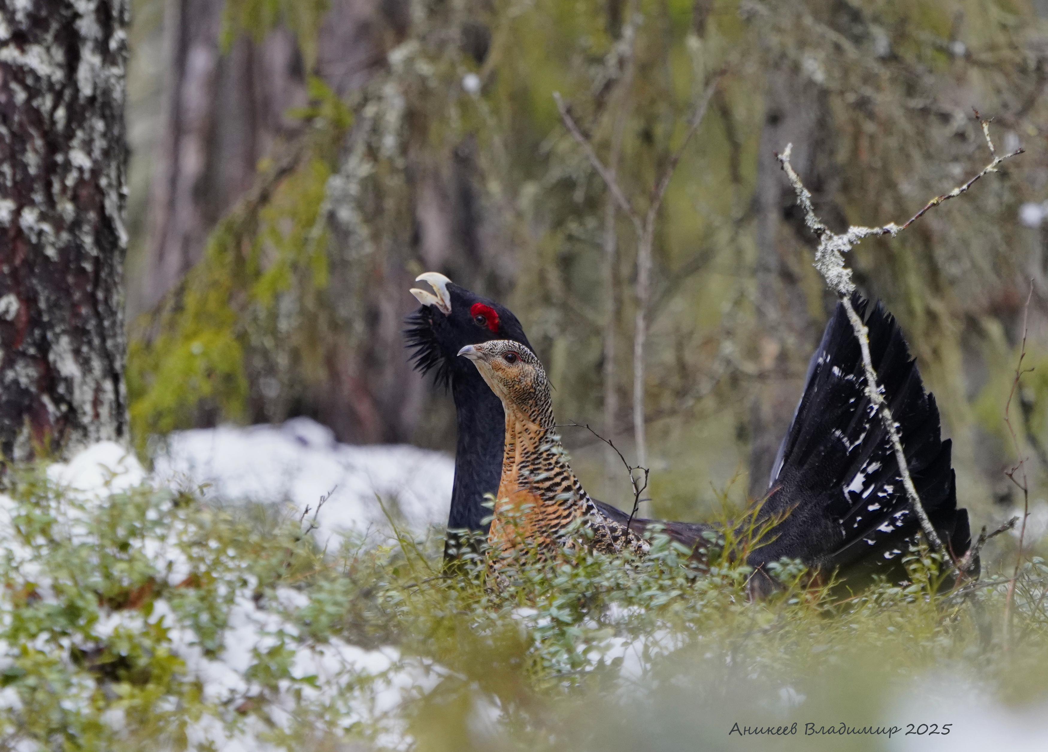 , Аникеев Владимир