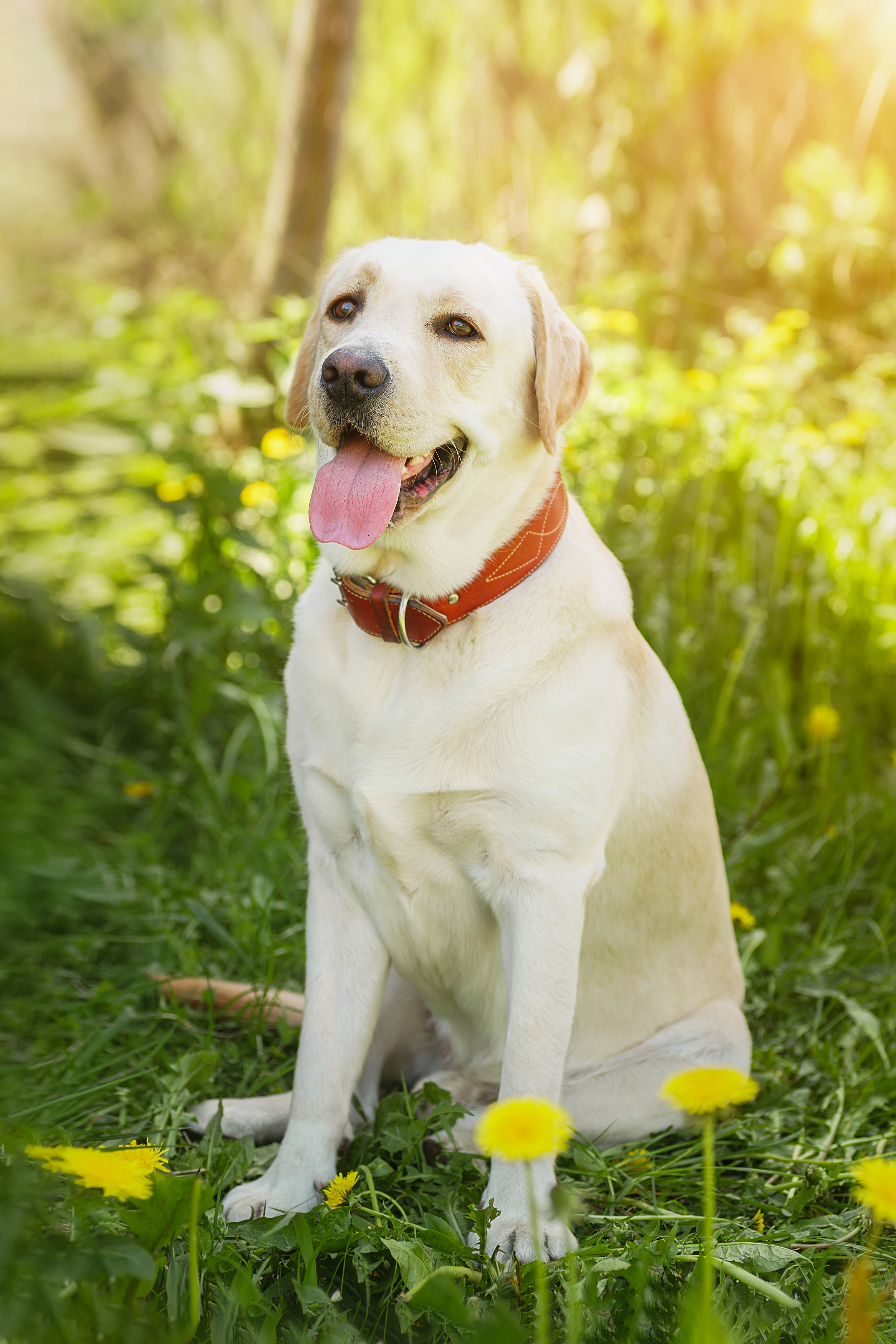 , Корнеев Алексей