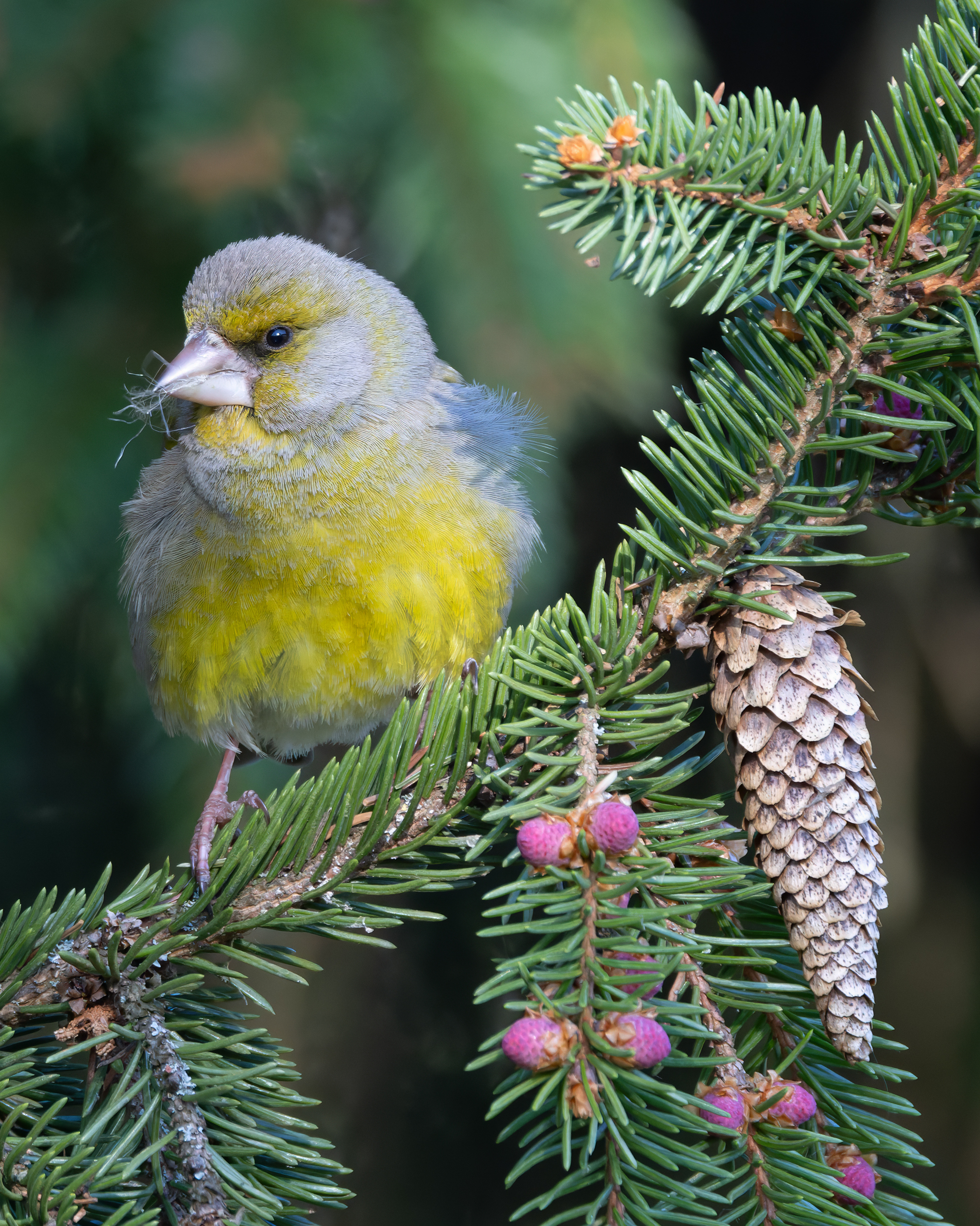 зеленушка, птицы, фото птиц, chloris chloris, Александр Шипиленко