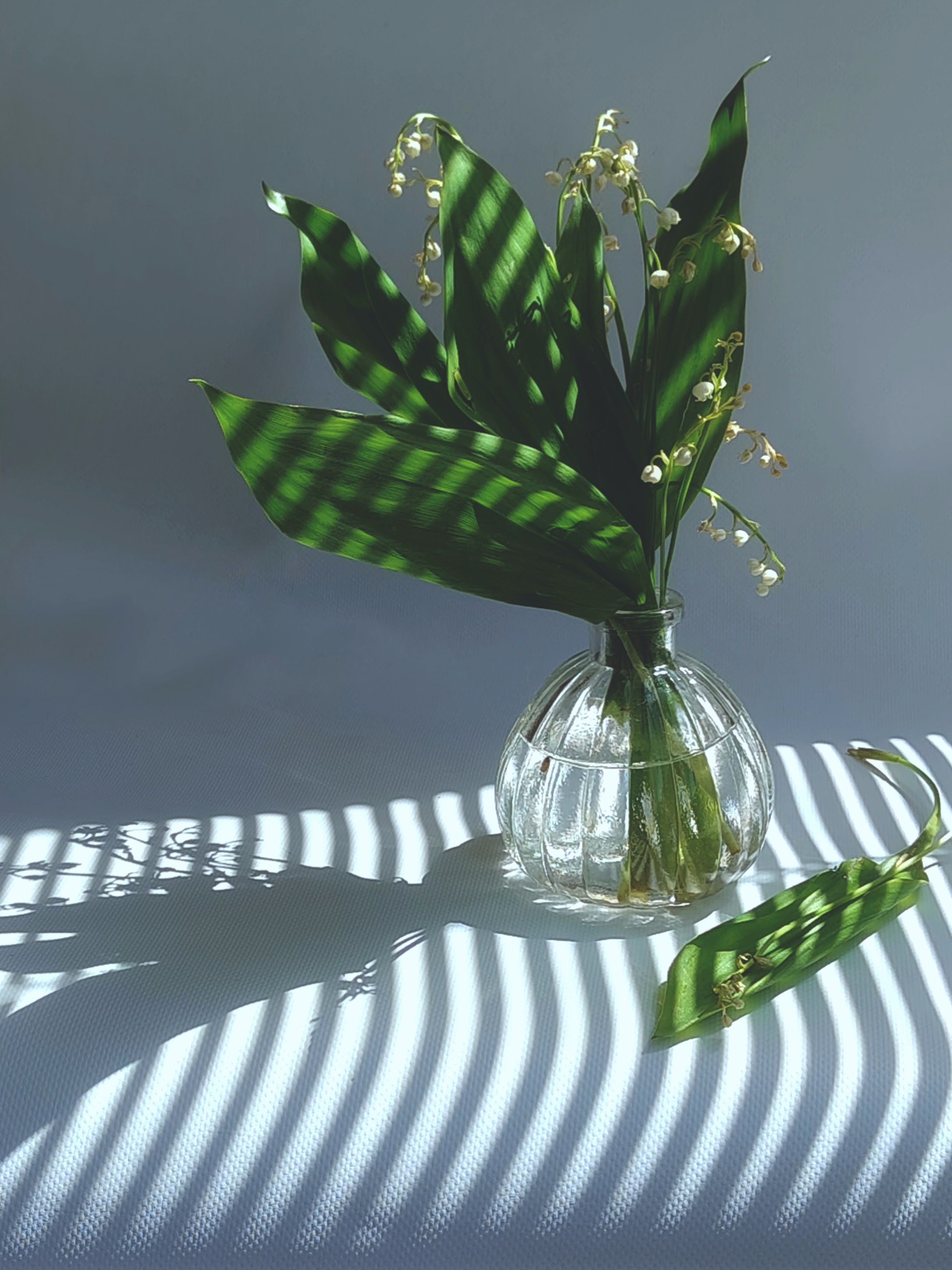 ландыши, ландыш, тень, Ирина Курмалеева