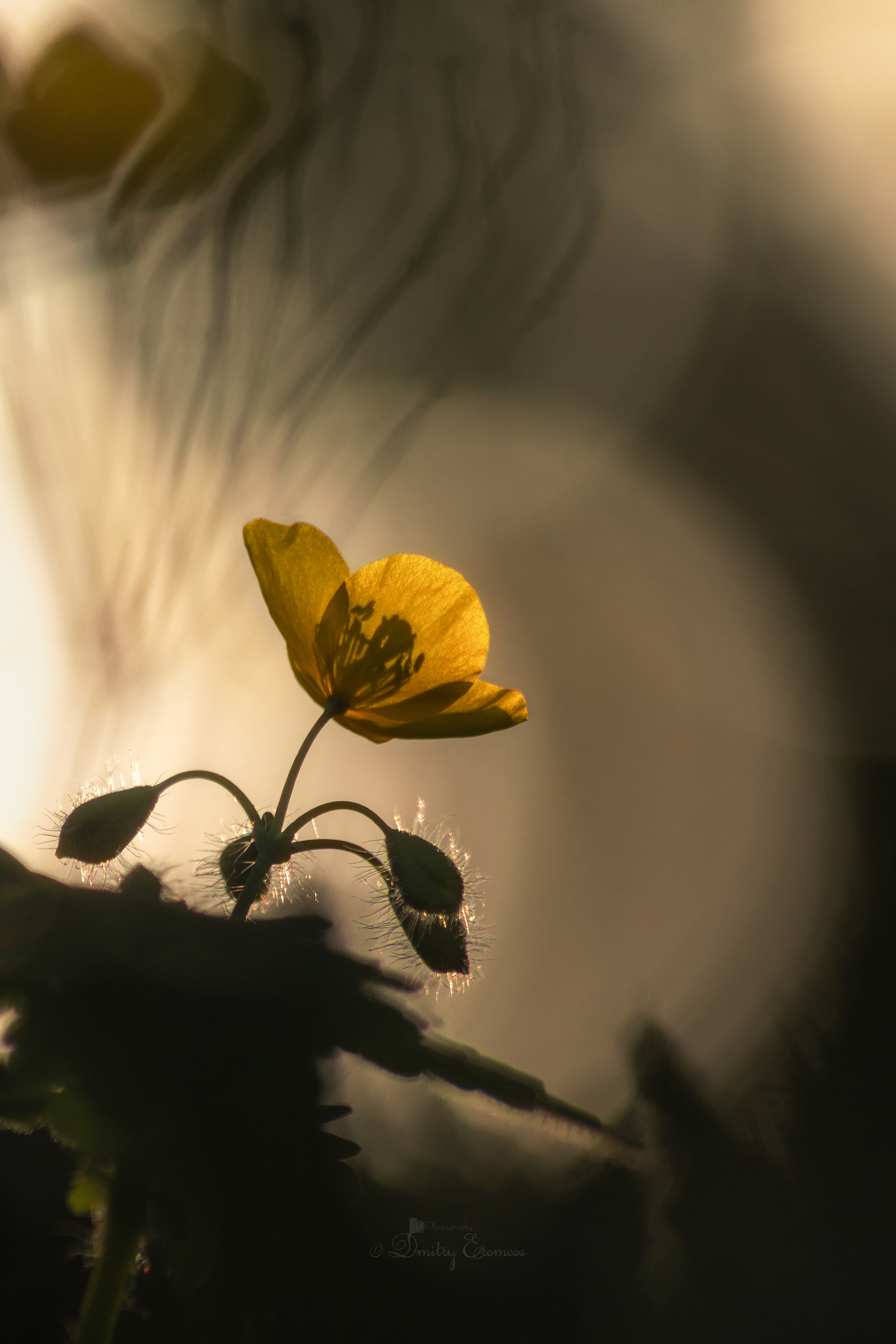 чистотел цветок тени свет природа фон, Еремеев Дмитрий