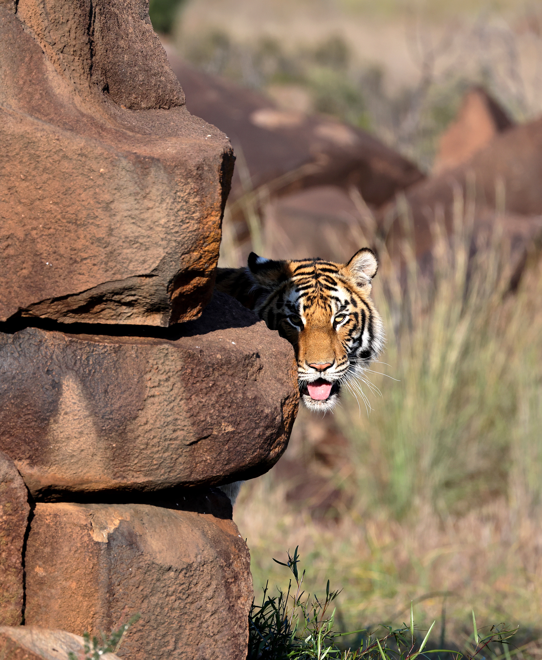 , Гудков Андрей