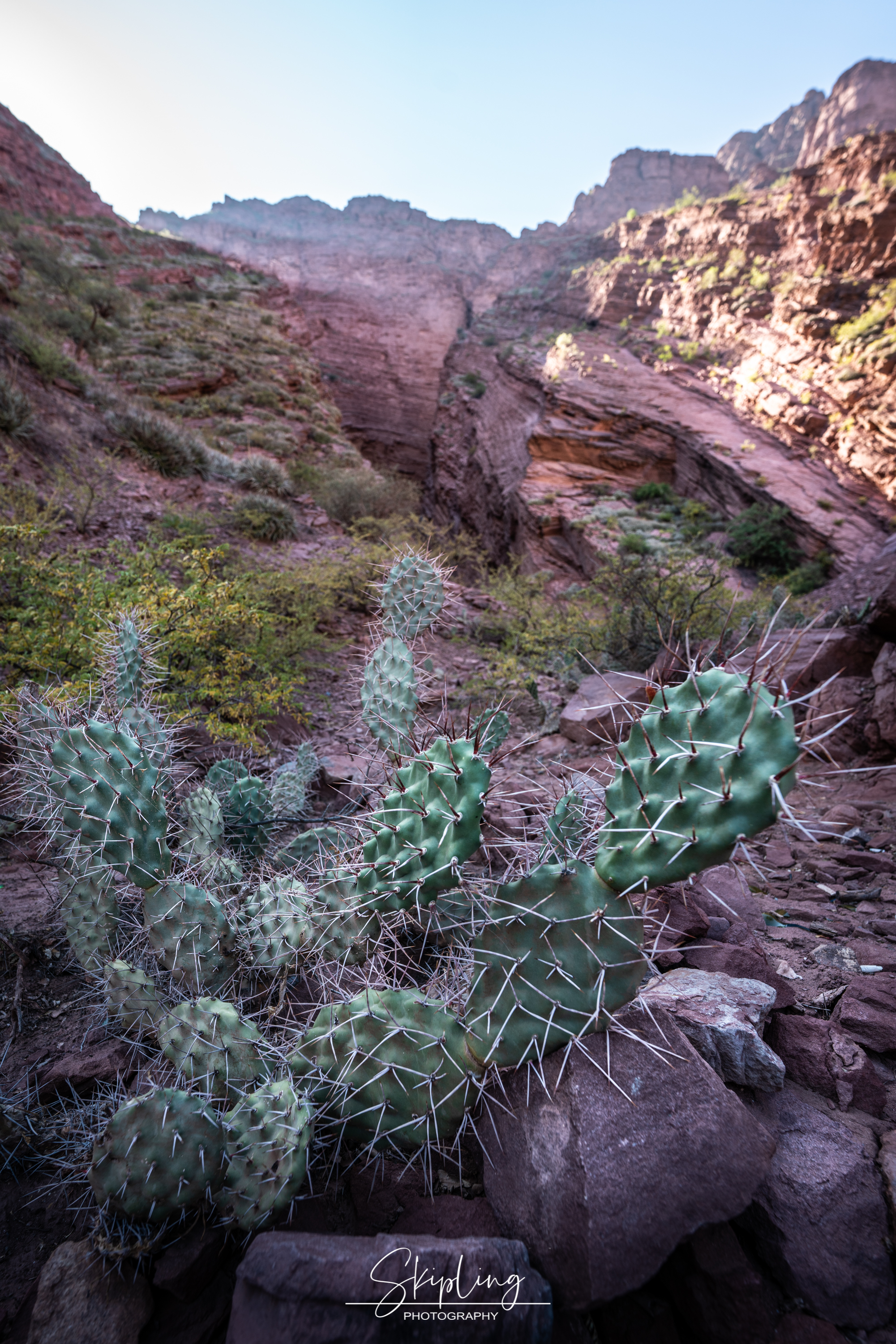 опунция, аргентина, Ганюшкин Владимир