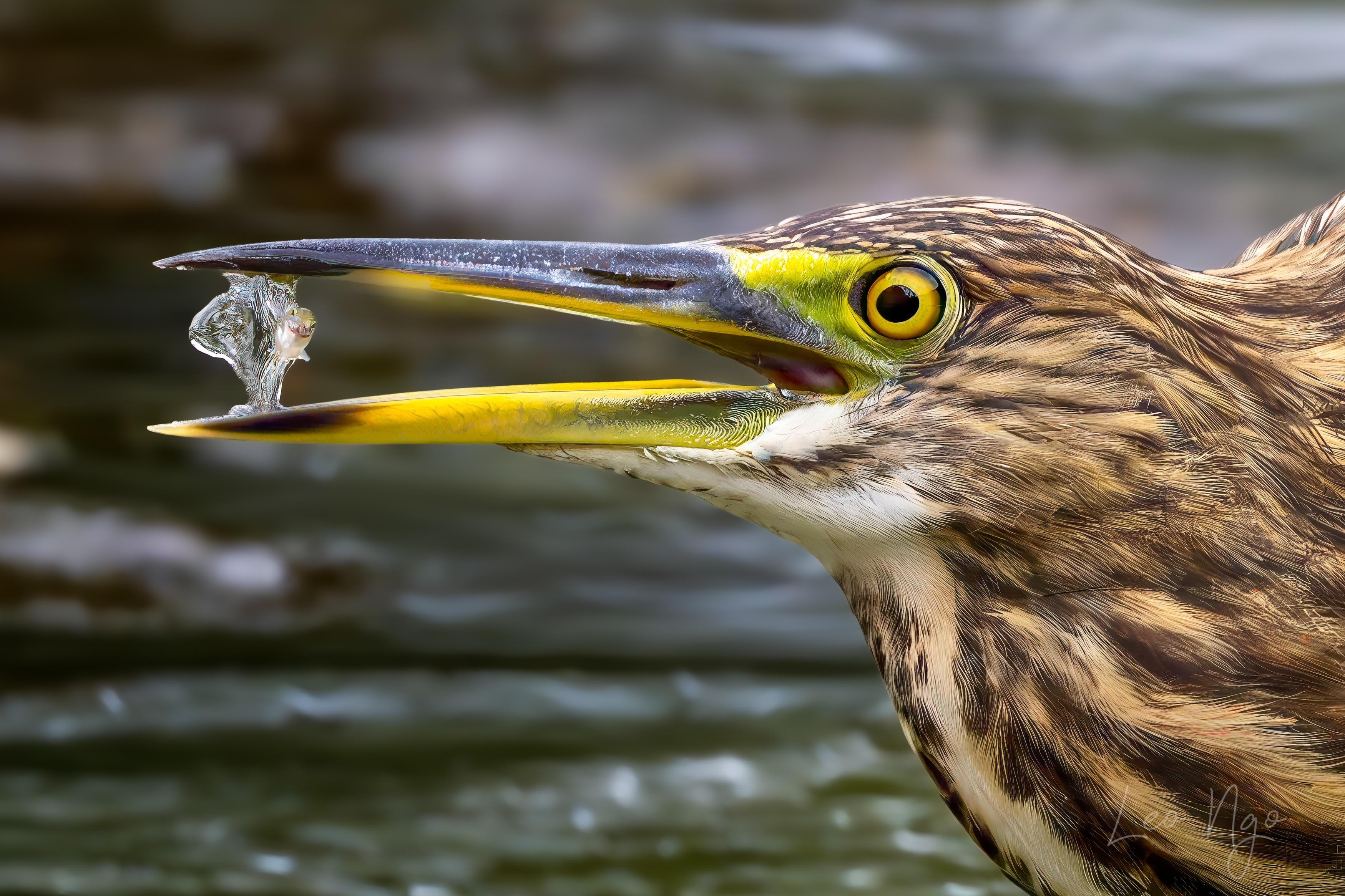 , Ngo Hoang Nguyen - Leo Ngo