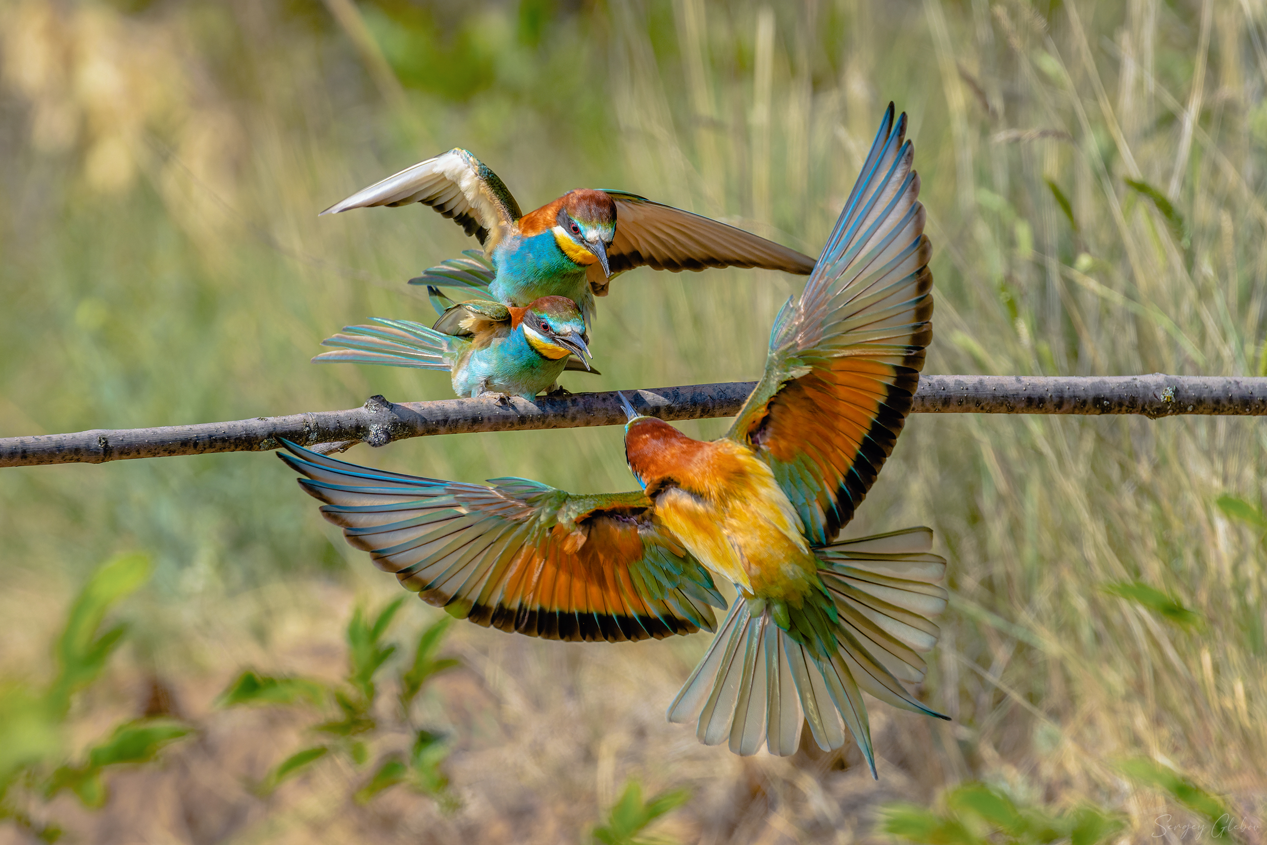 щурка, птицы, пернатые, Глебов Сергей