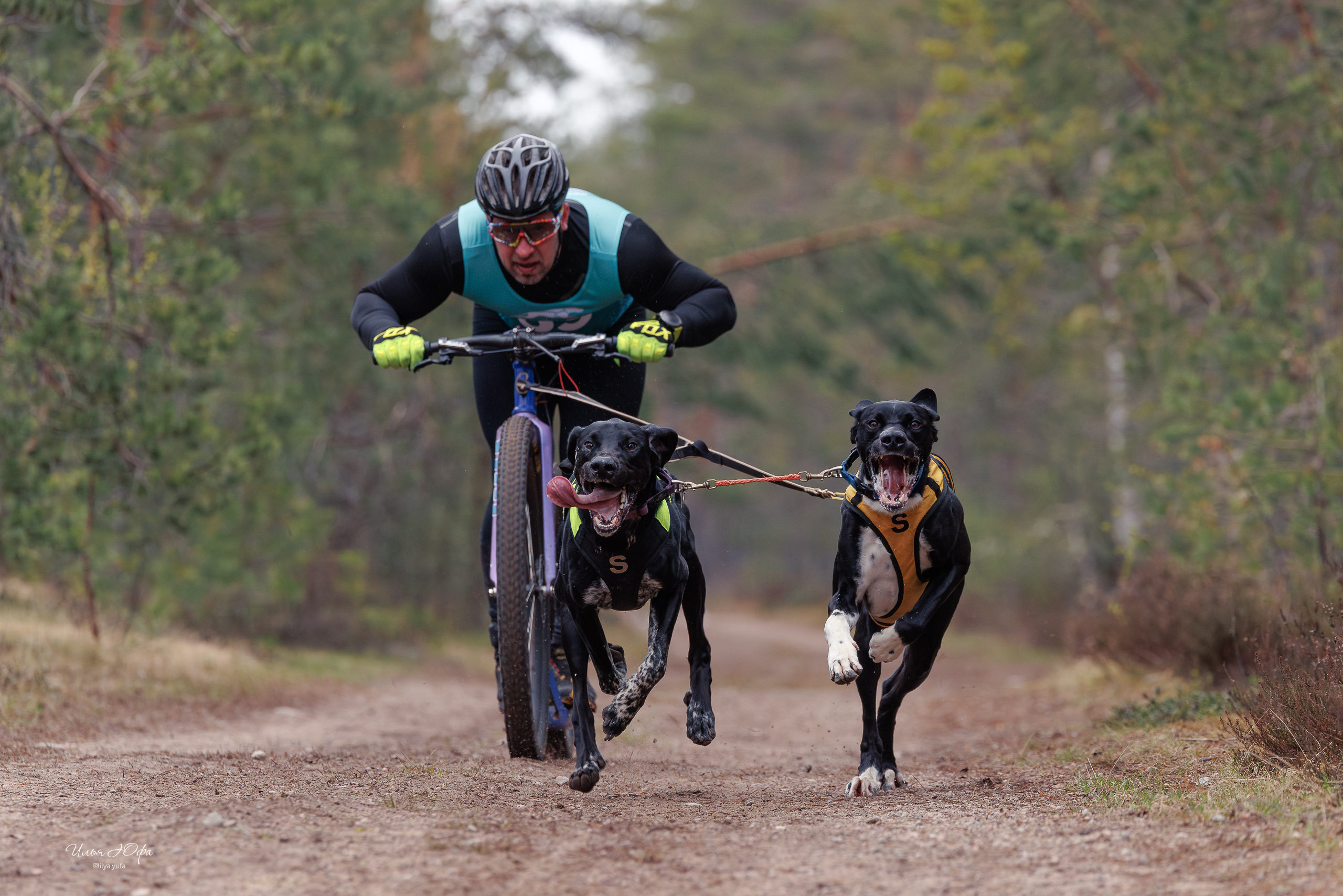 скутер, ездовойспорт, собака, Илья Юфа