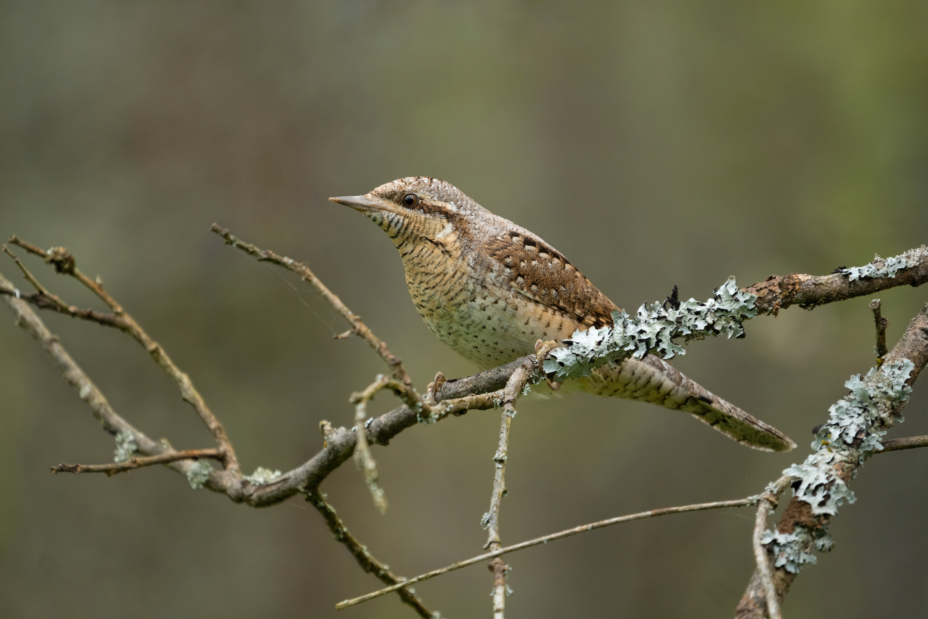 , Юрий Андреев