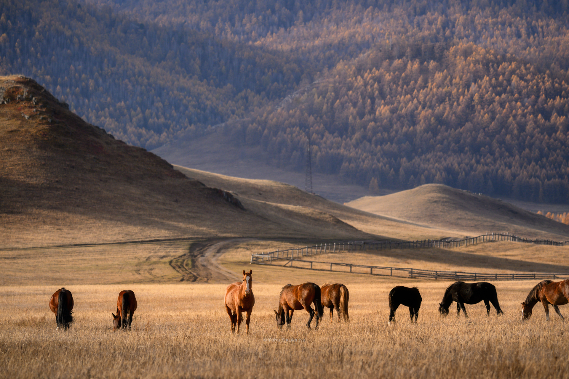 , Юлия Шустерова