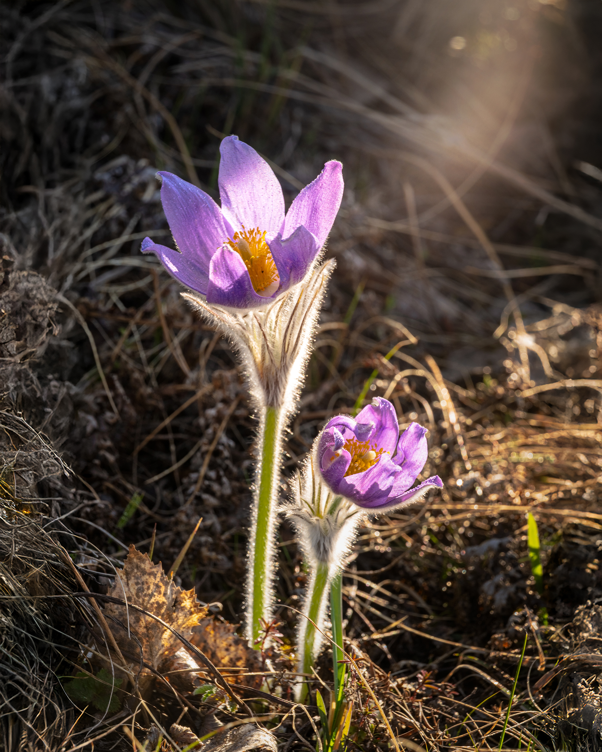 первоцвет, прострел, цветок, урал, Уфимцев Юрий
