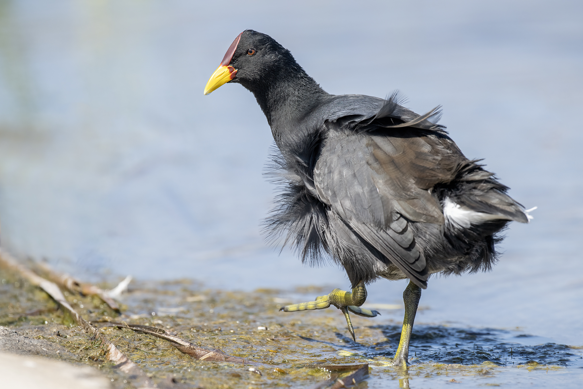 , Fernando Burgalin Sequeira