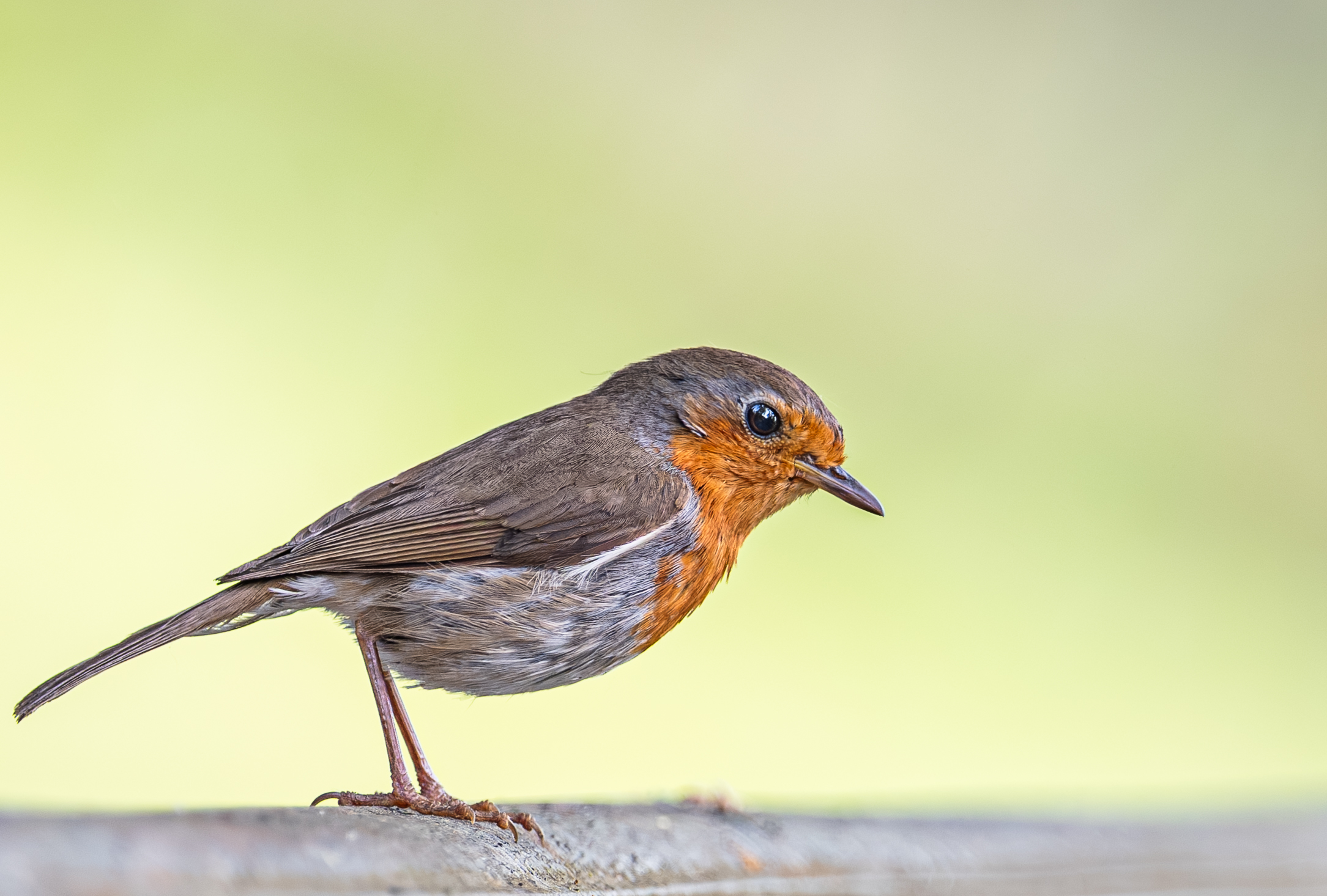 , Курлянцев Алексей