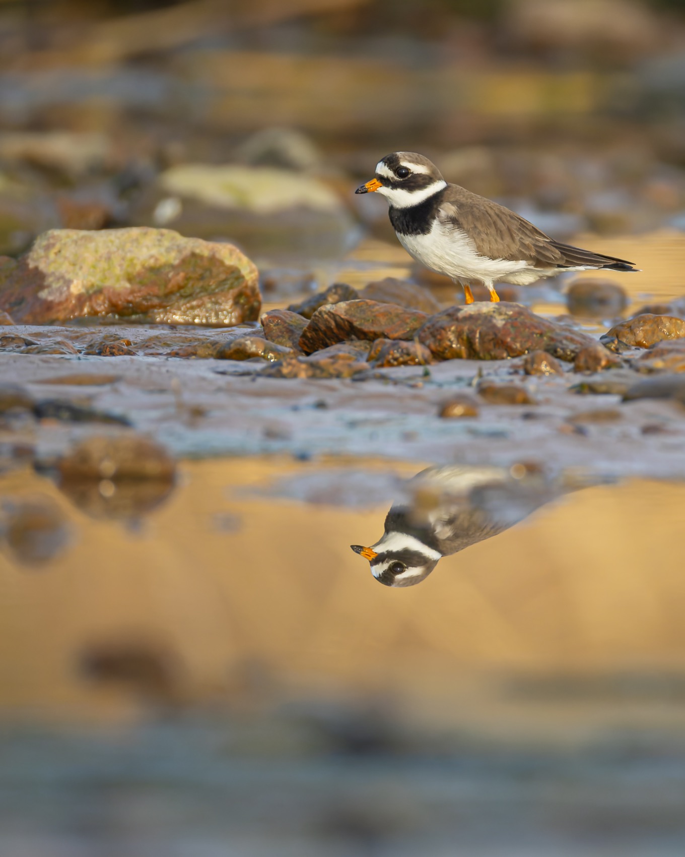 галстучник, кулик, отражение, птицы, Руслан Pl