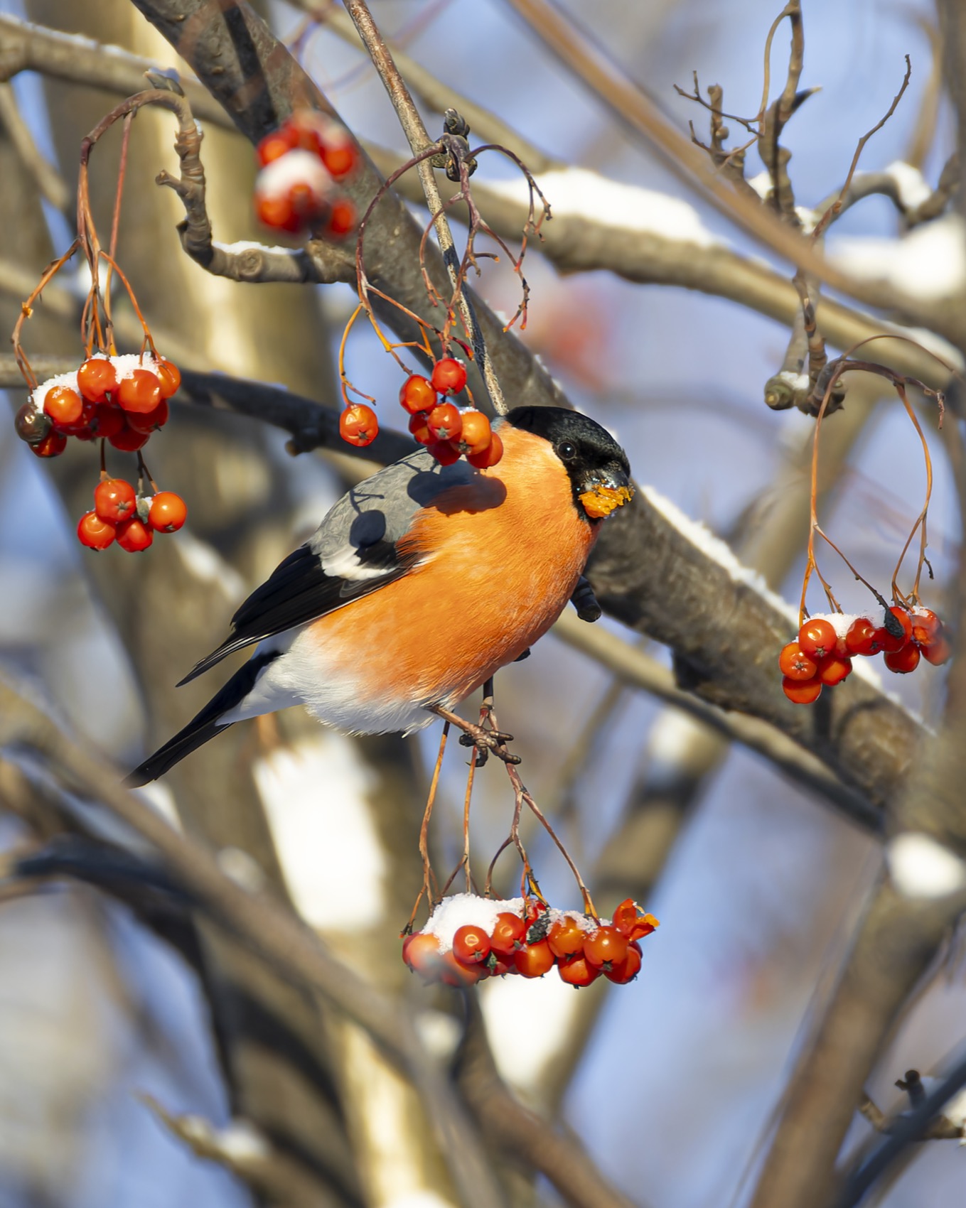 Снегирь, рябина, птицы, Руслан Pl