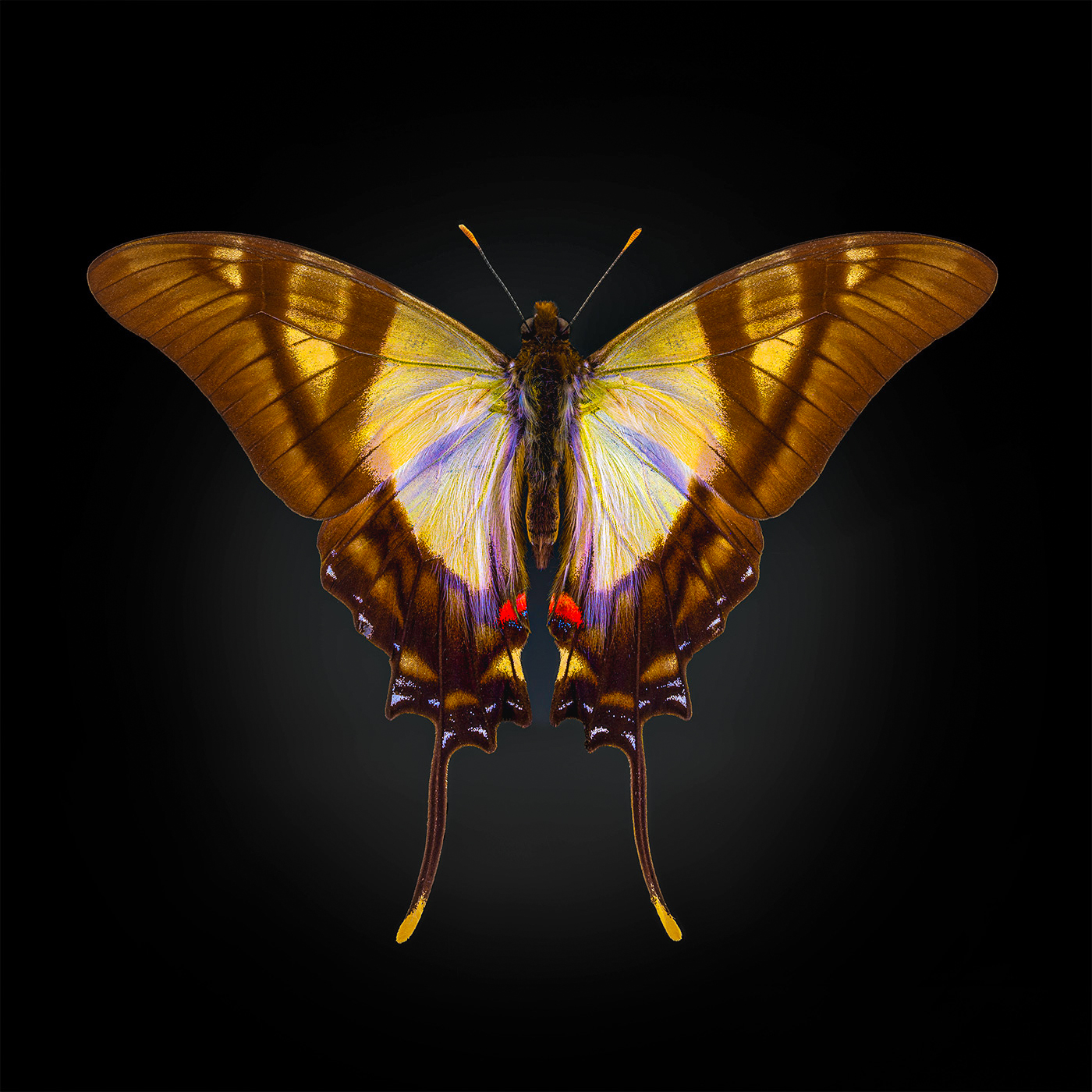 eurytides serville, lepidoptera, papilionidae, Kavaliauskas Eugenijus