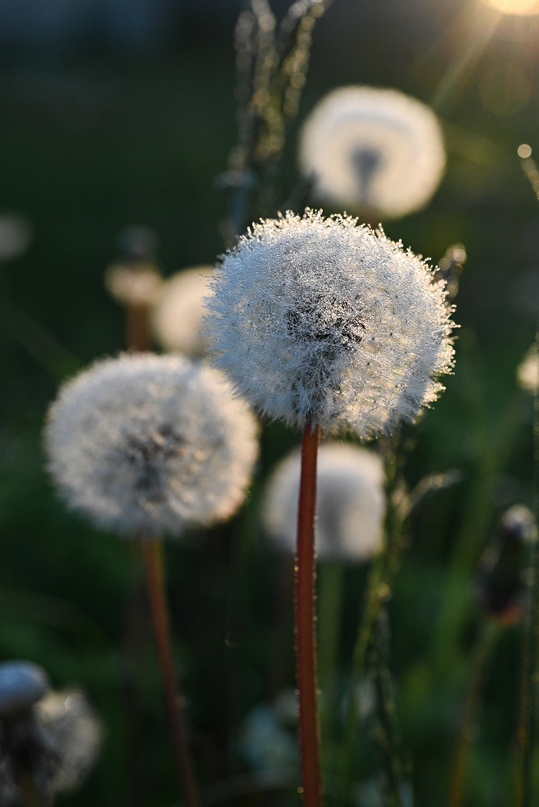 , Калёв Сергей