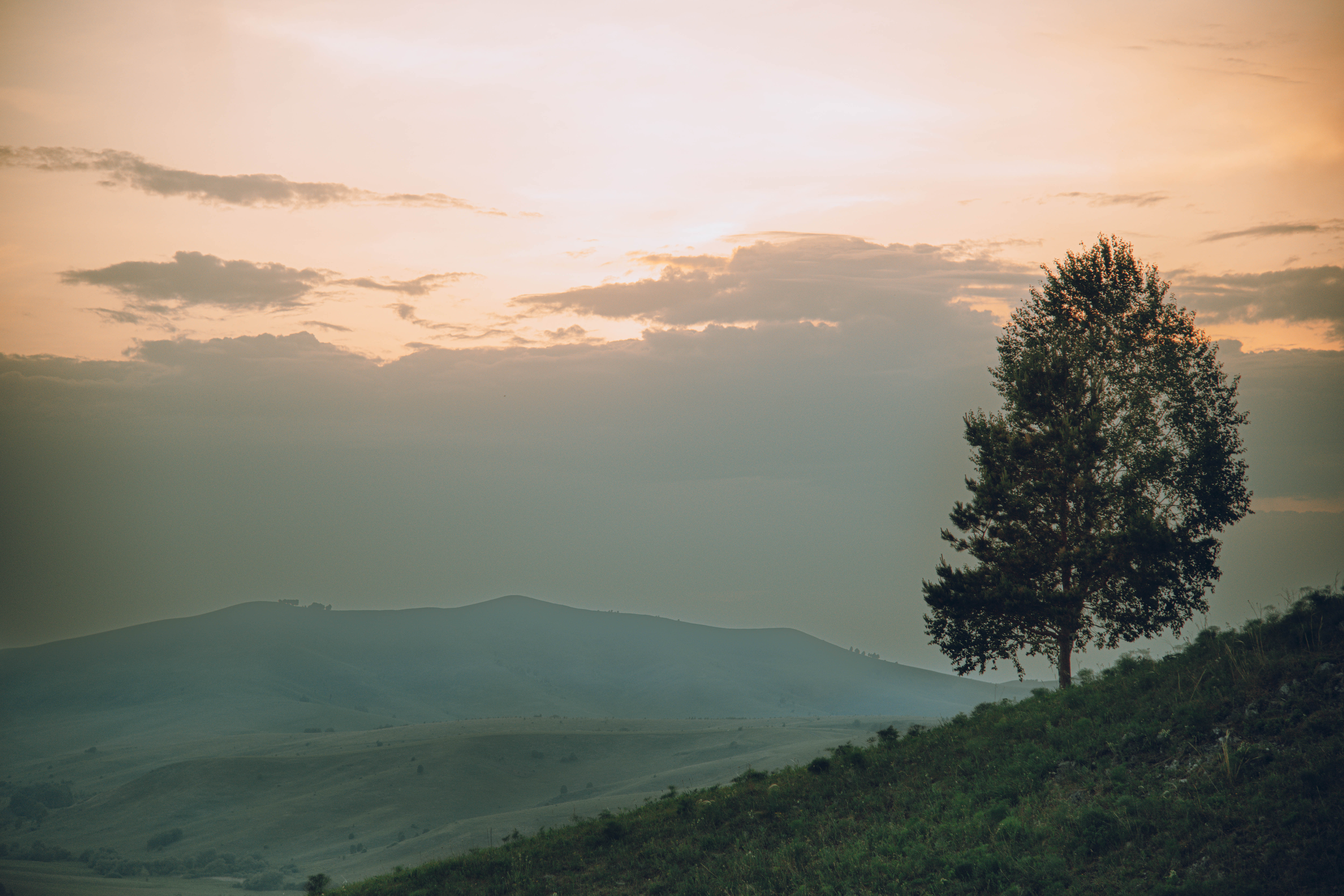 дерево, поля, горы, закат, одинокое дерево, Denis Koshkin