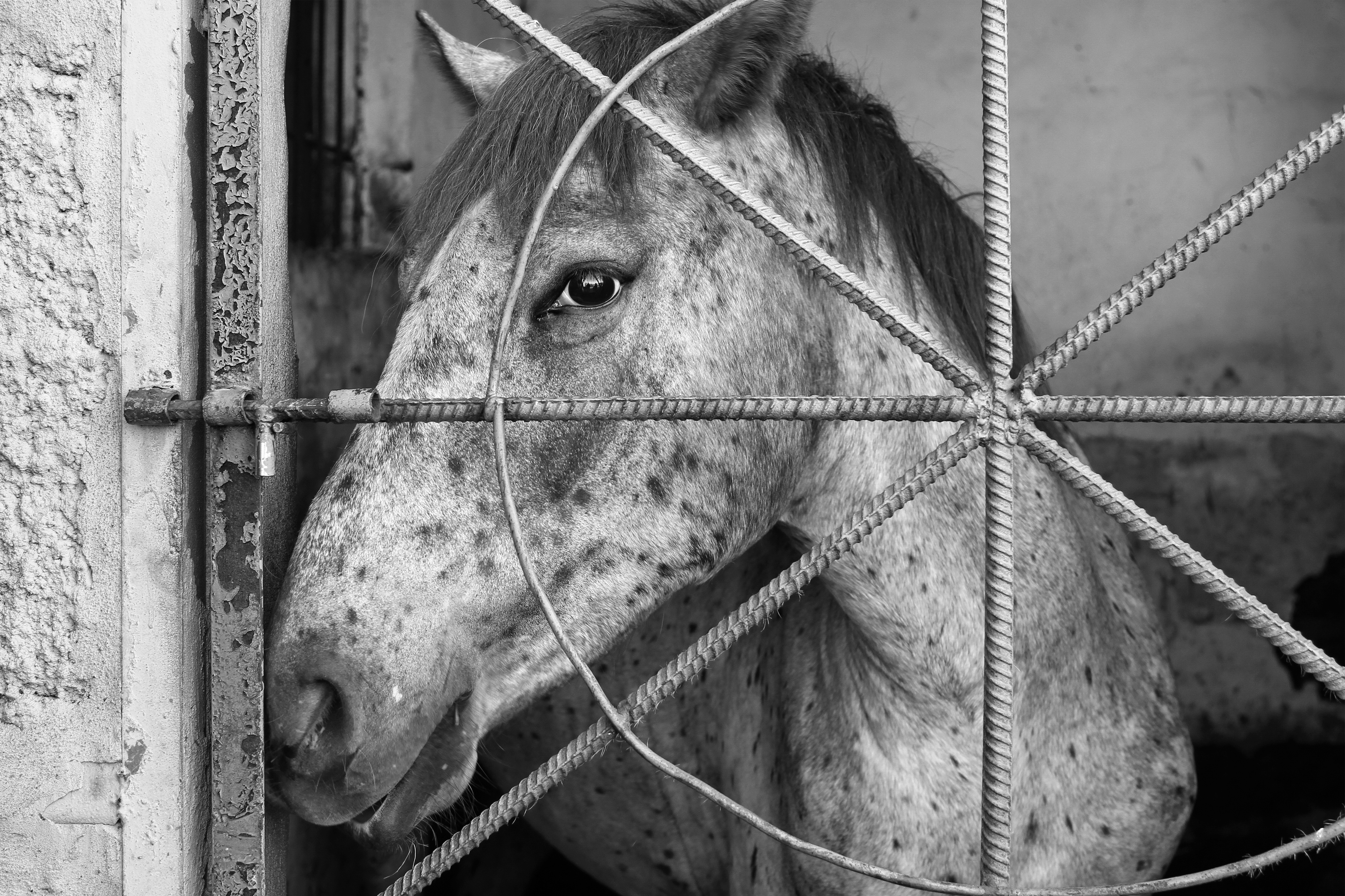 , Гагик Мхитарян