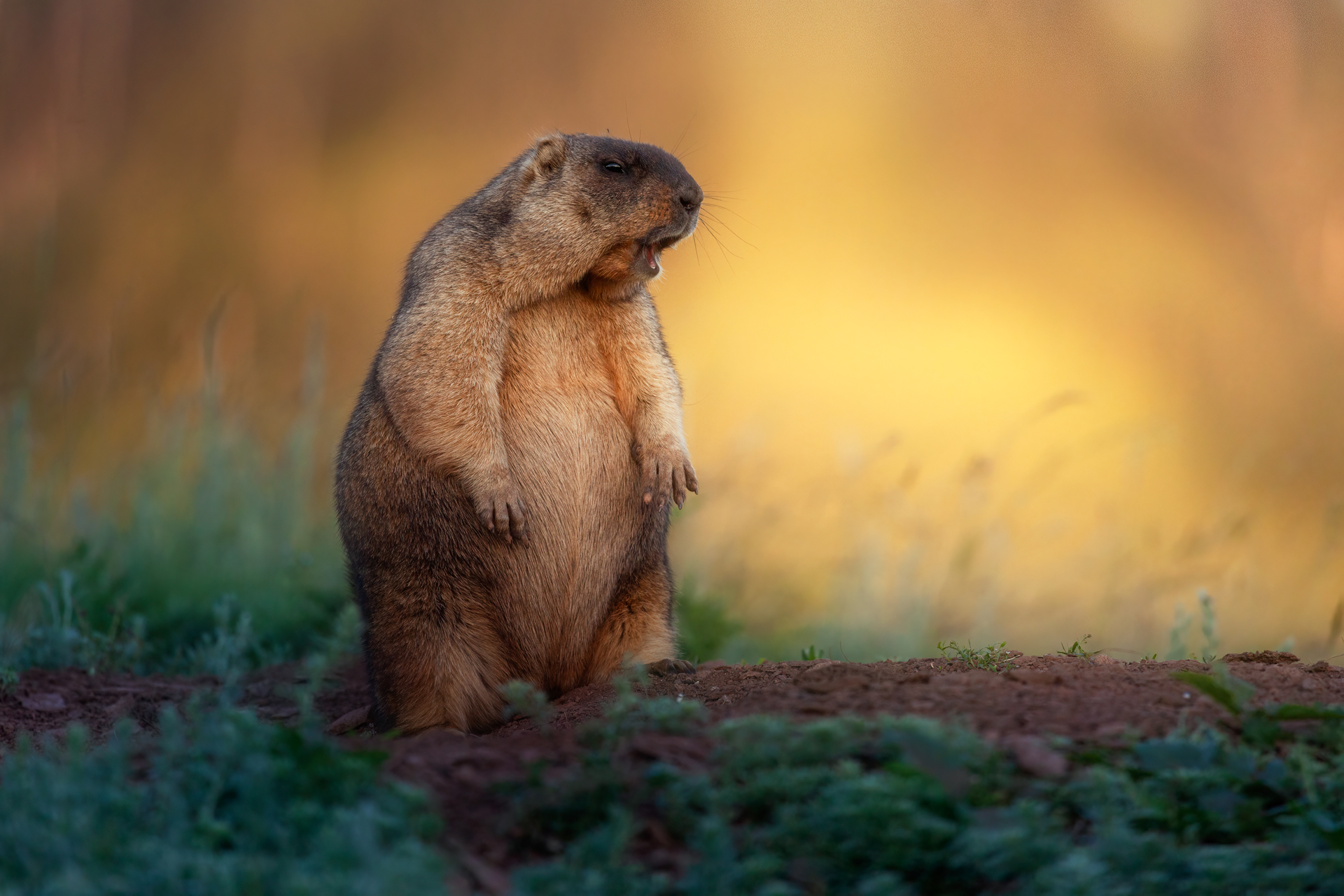 байбак, сурок, Марат Кучкаев