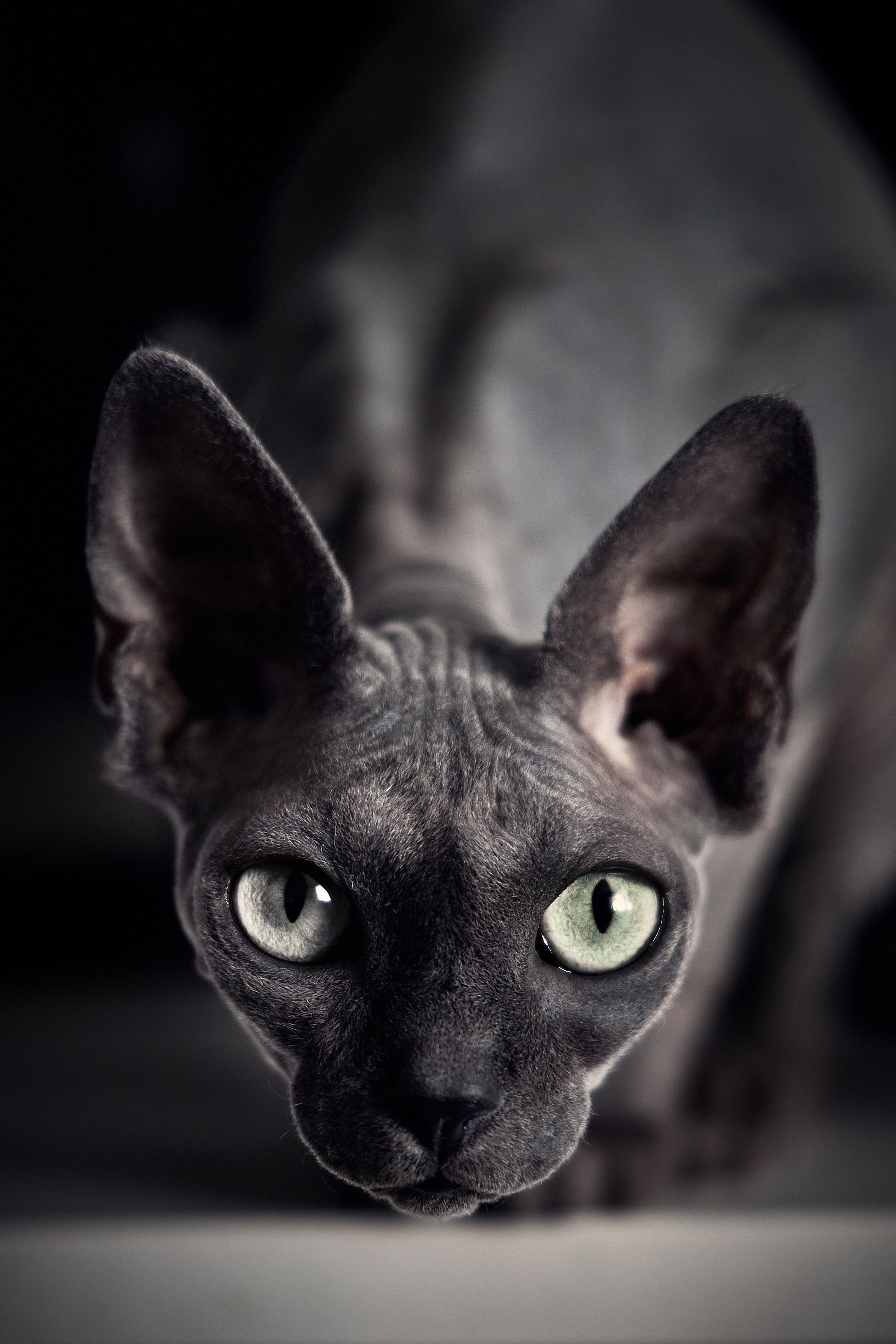 Кошка, Иван Вострецов