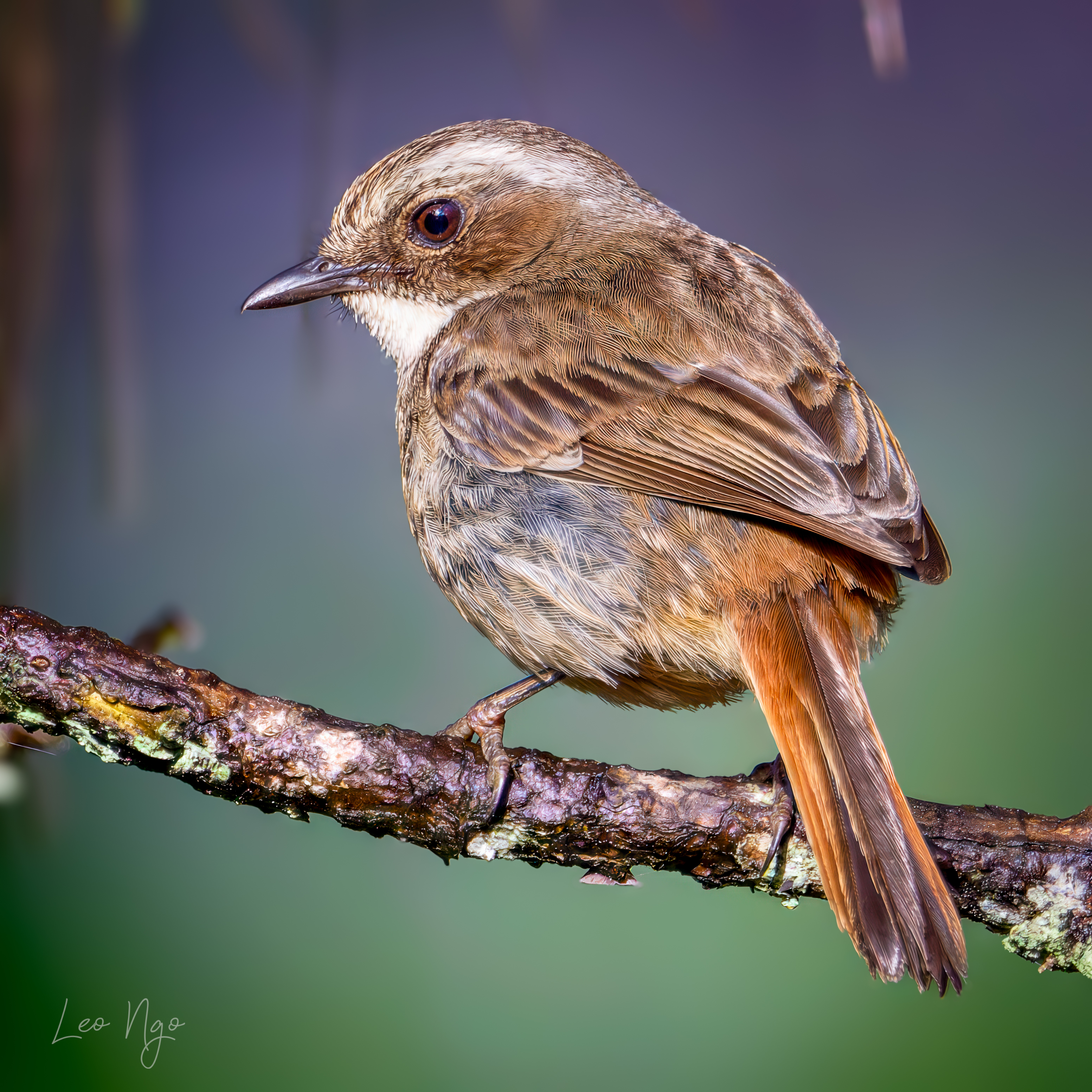 #SaveThePlanet #BirdPhotography #WildlifeMoments #NatureLovers #TeamworkInNature #AvianBeauty #BirdInFlight #NestingSeason #LeoNgoPhotography #ChimTrời #NhiếpẢnhThiênNhiên #KhoảnhKhắcTựNhiên, Ngo Hoang Nguyen - Leo Ngo