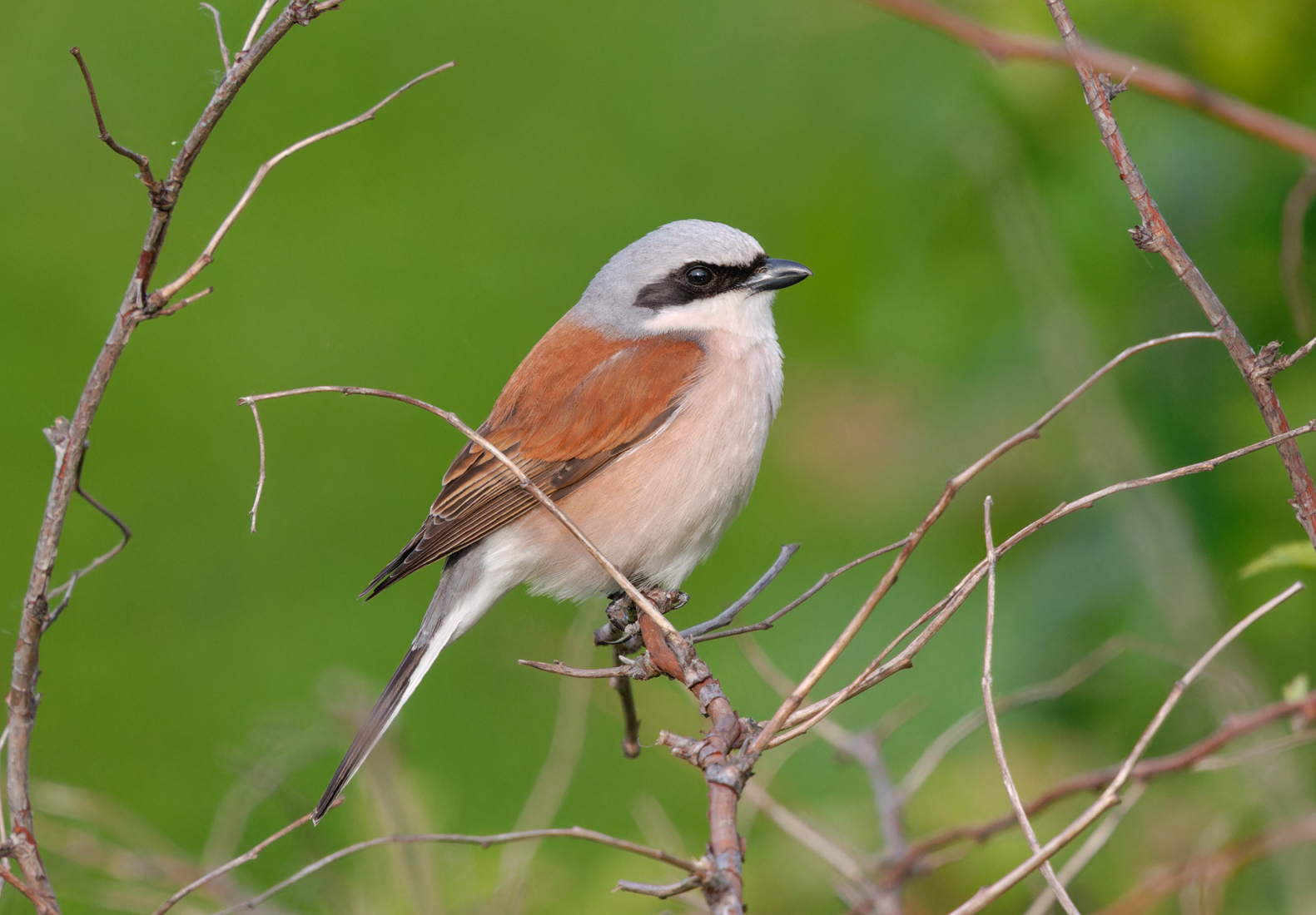 птицы, жулан, Михаил