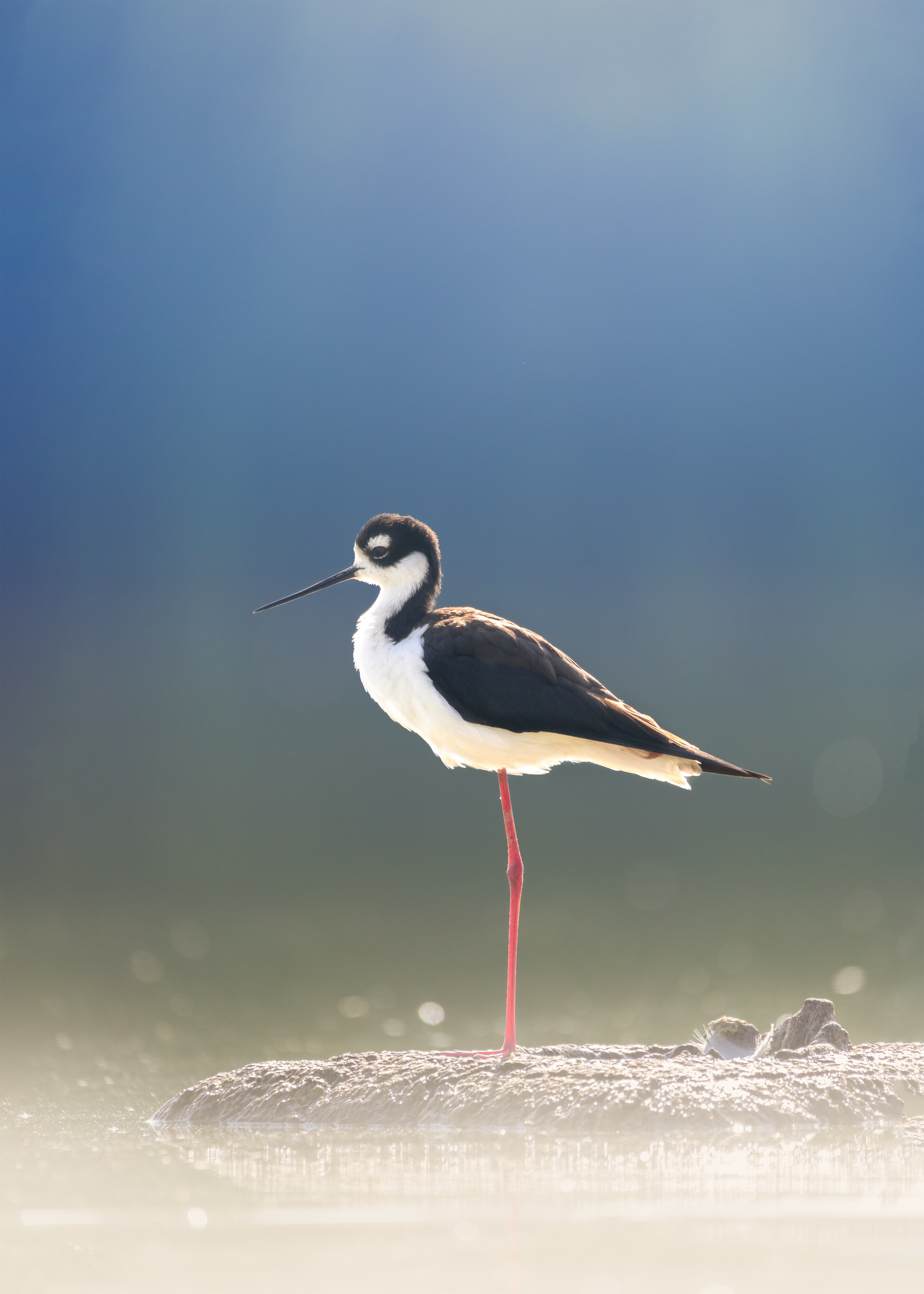 , Maikel Valle Clara