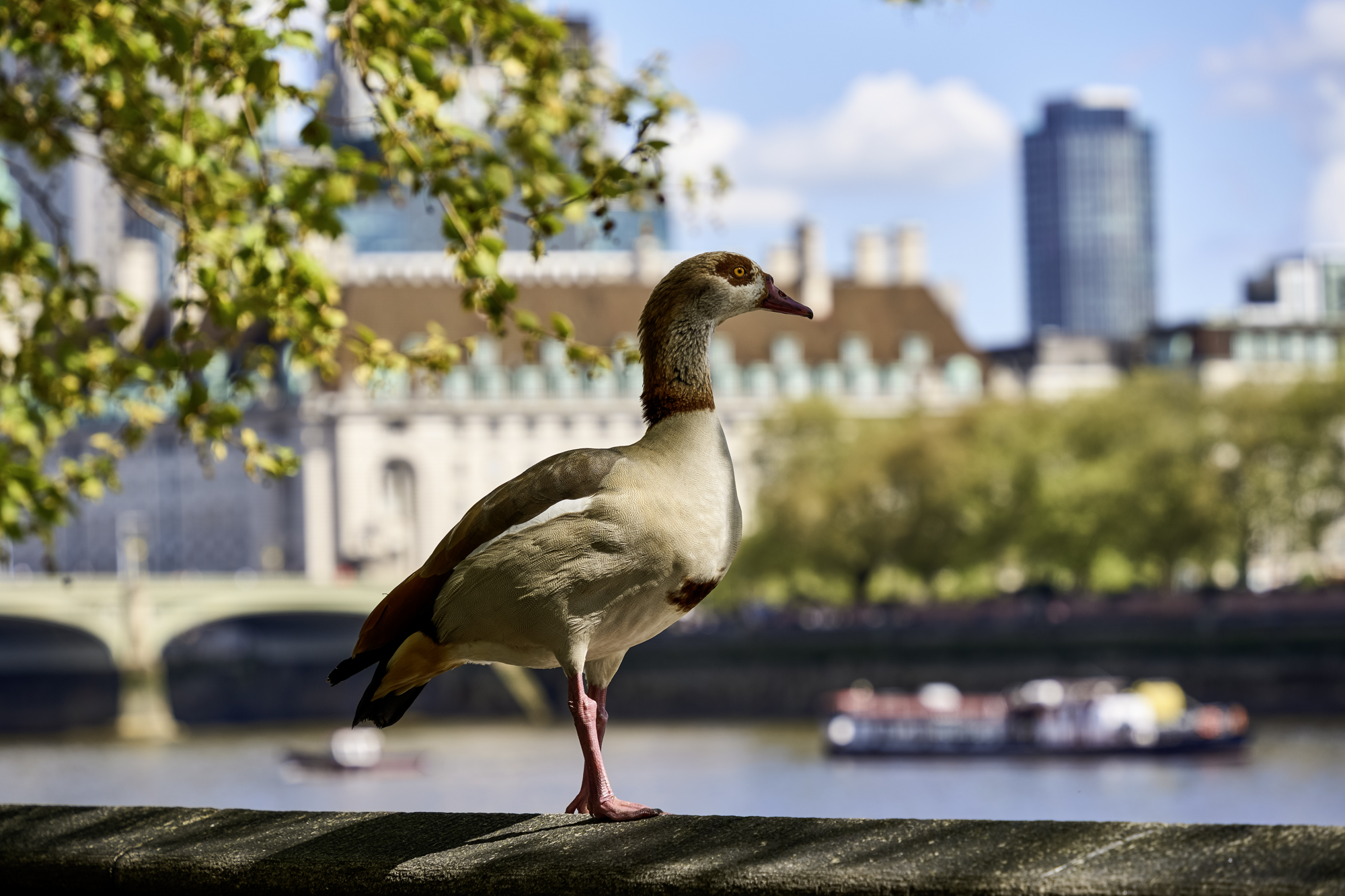 , Добродий Михаил