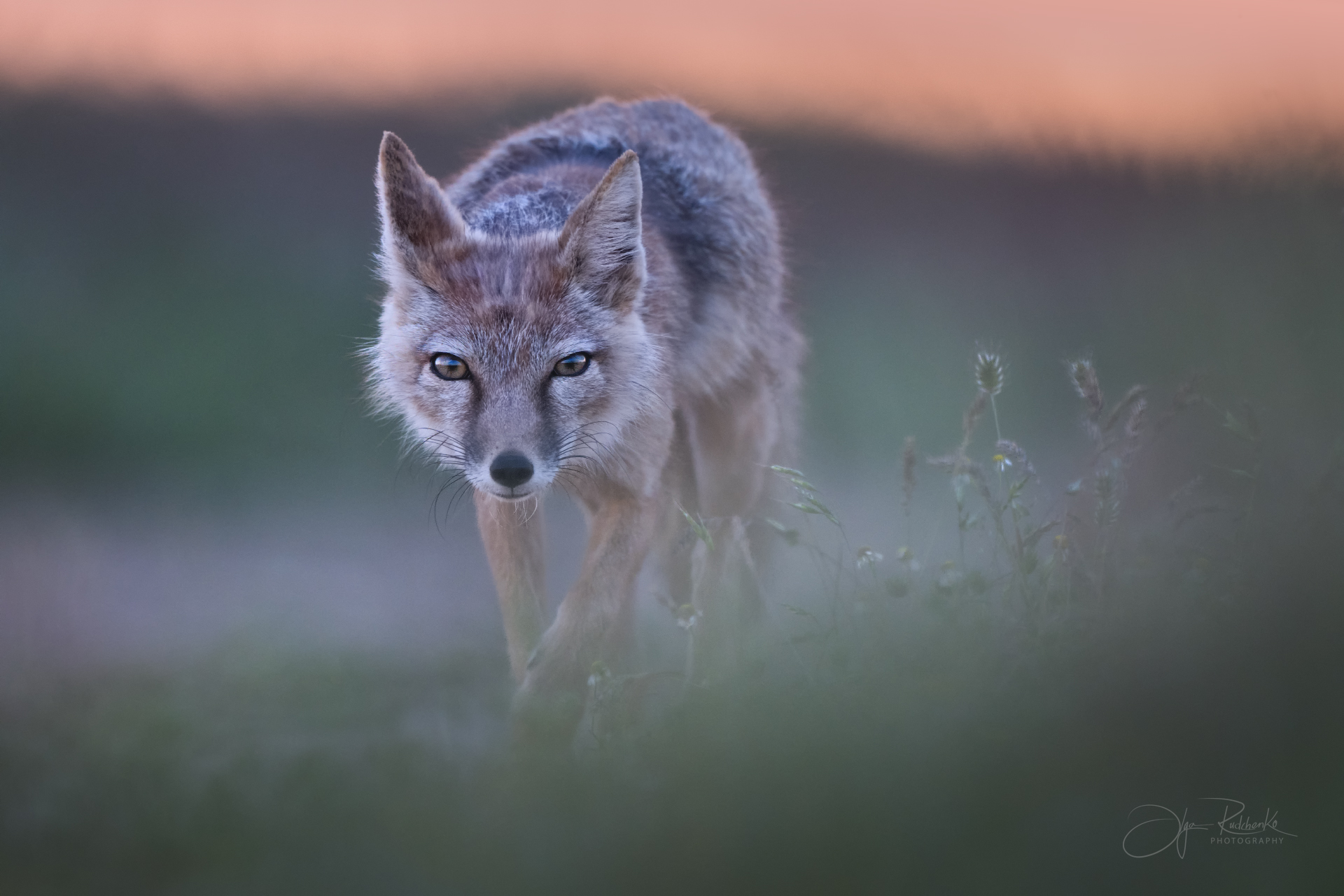 корсак, калмыкия, степная лиса, корсачонок, дикая природа, wildanimals, корсочата, vilpus corsac, corsac, Рудченко Ольга