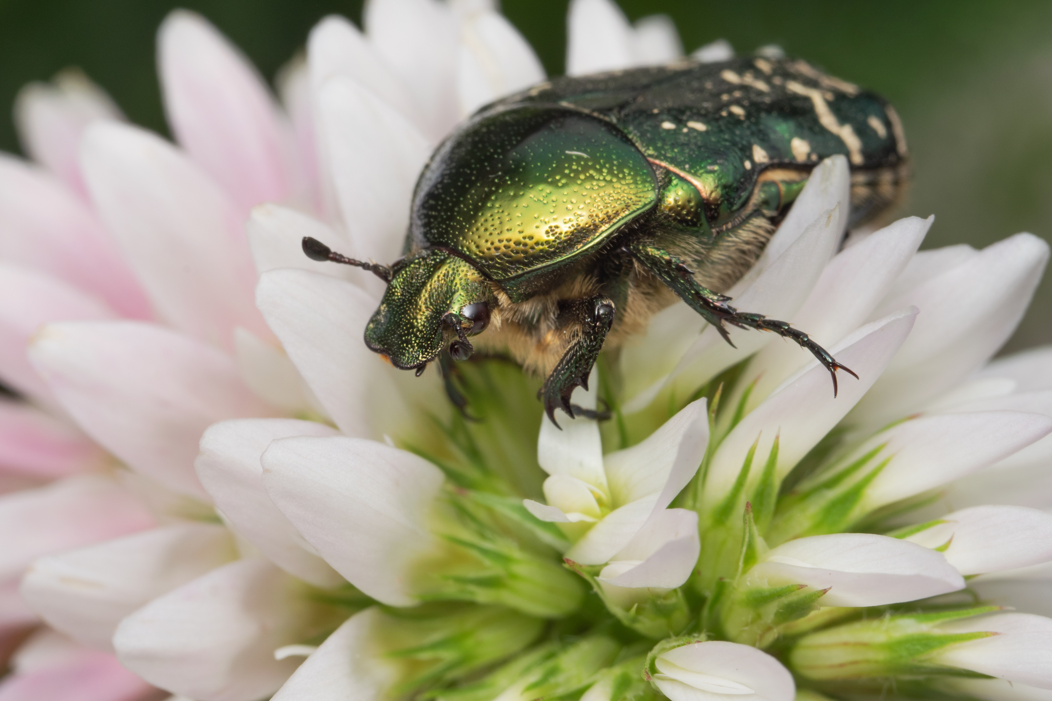 бронзовка,макро,ставрополь,вега11у,cetonia aurata, Ветренко Денис