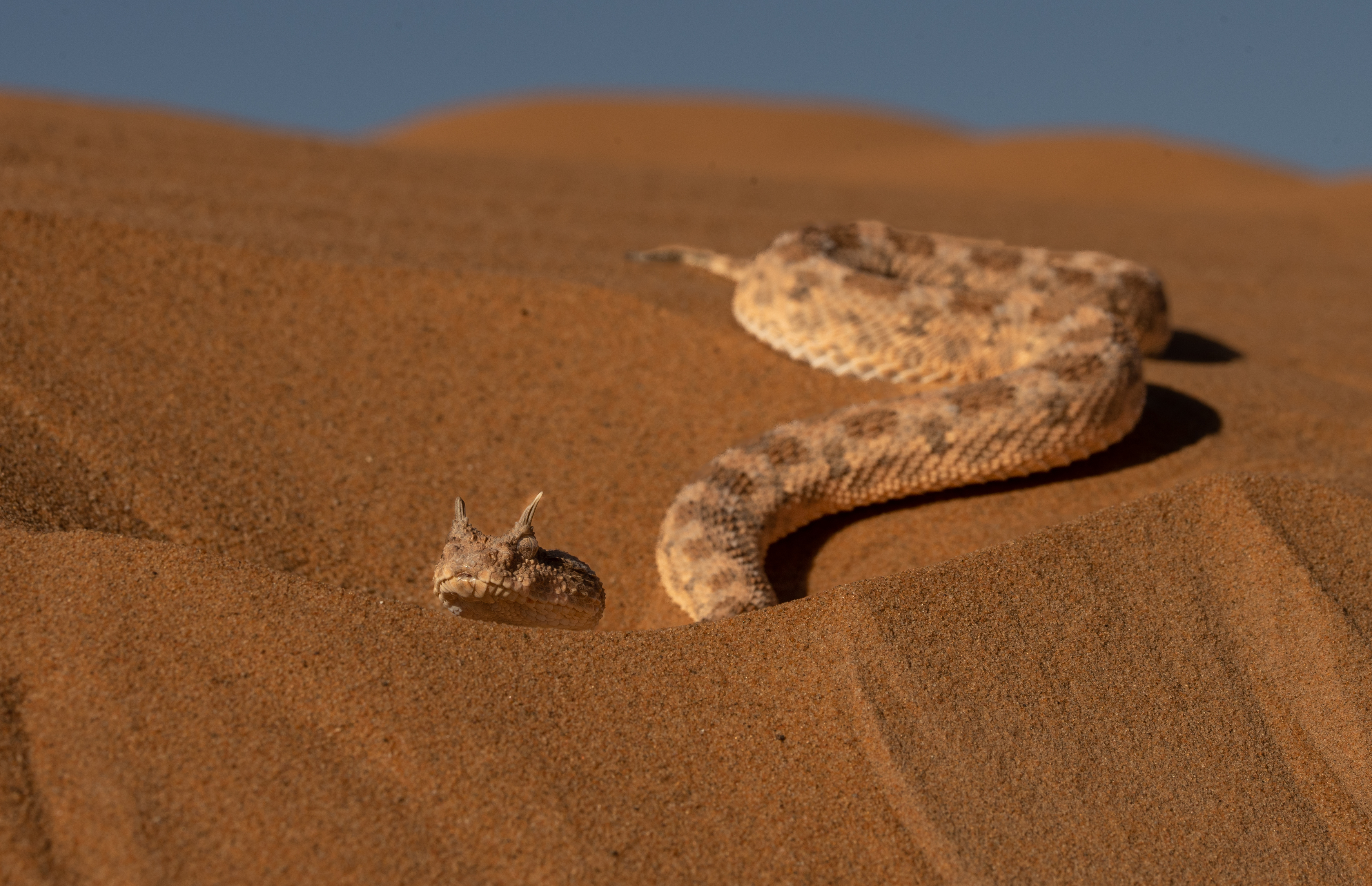 , Владимир Цветов