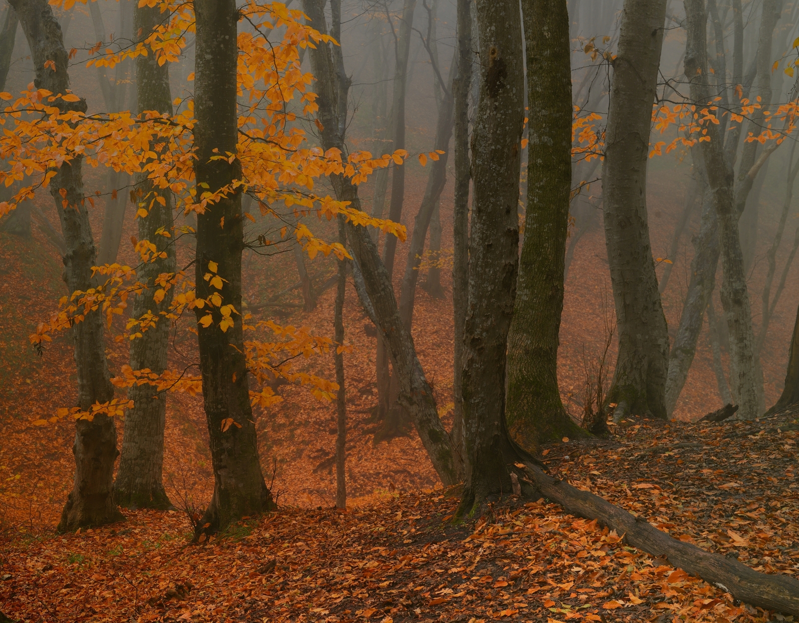 осень листва утро лес туман, Александр Жарников