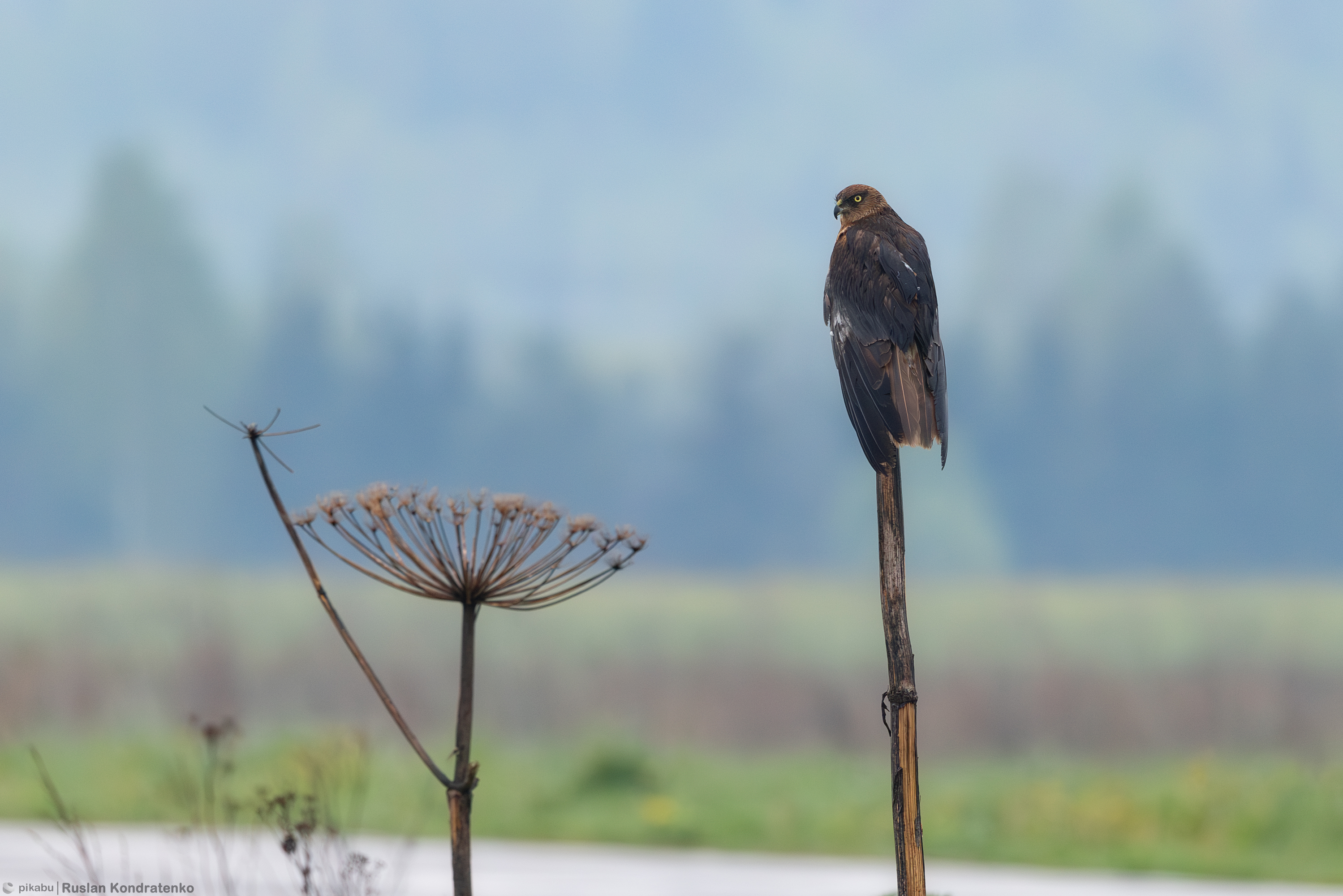 Болотный лунь, Кондратенко Руслан