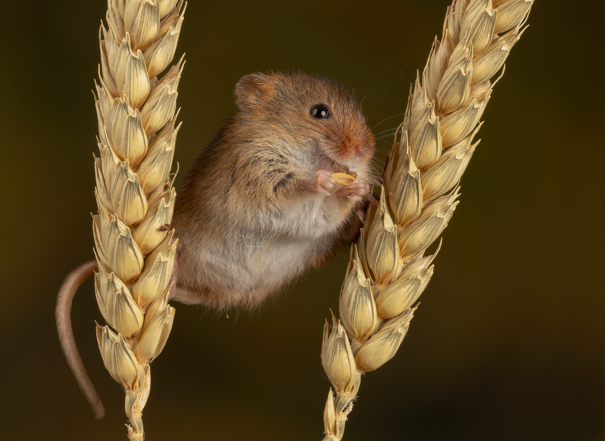 harvest mouse, mouse, rodent, animals, nature, wildlife, canon, MARIA KULA