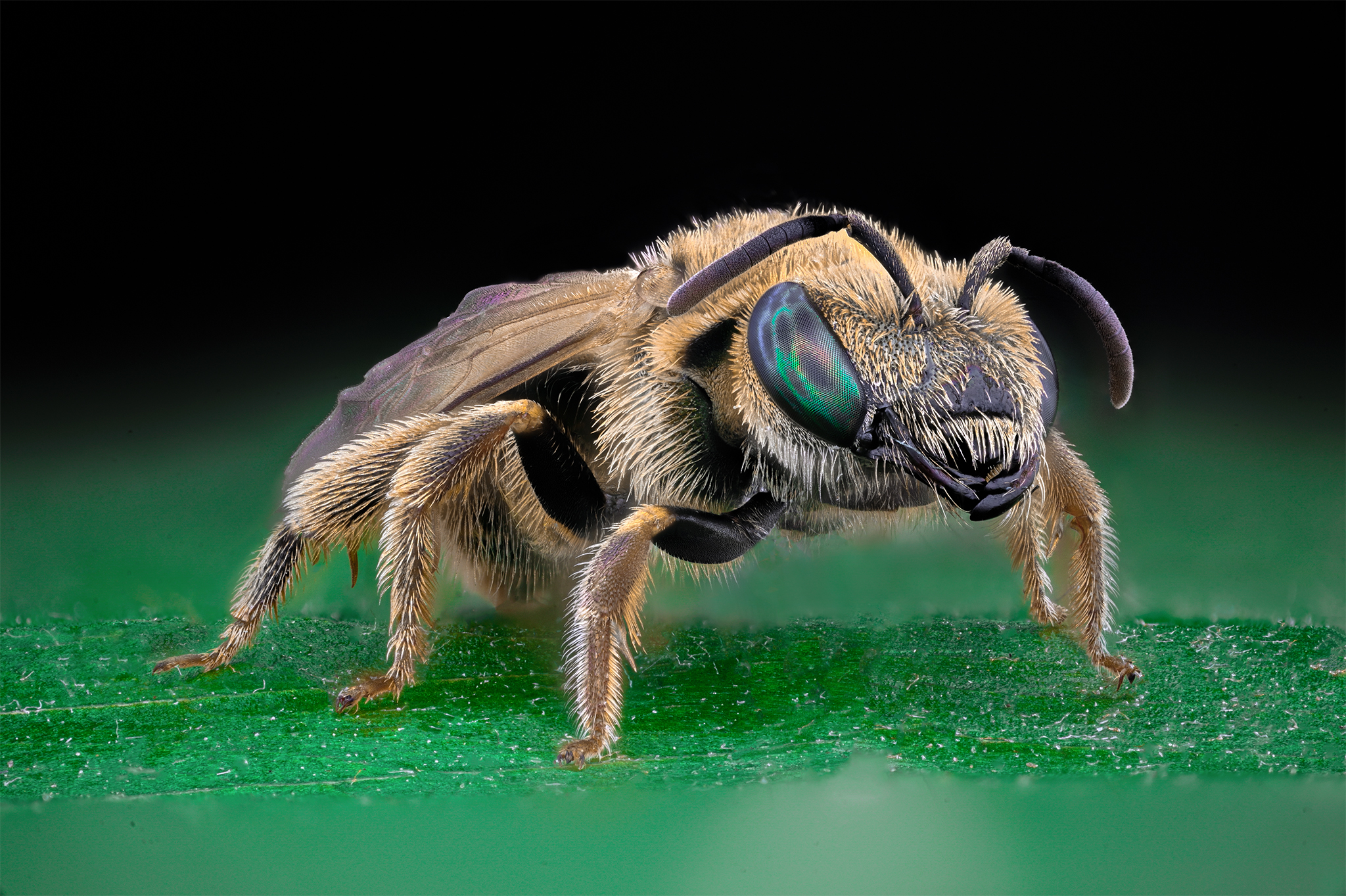 ceclii, macro, Ganev Tsvetan