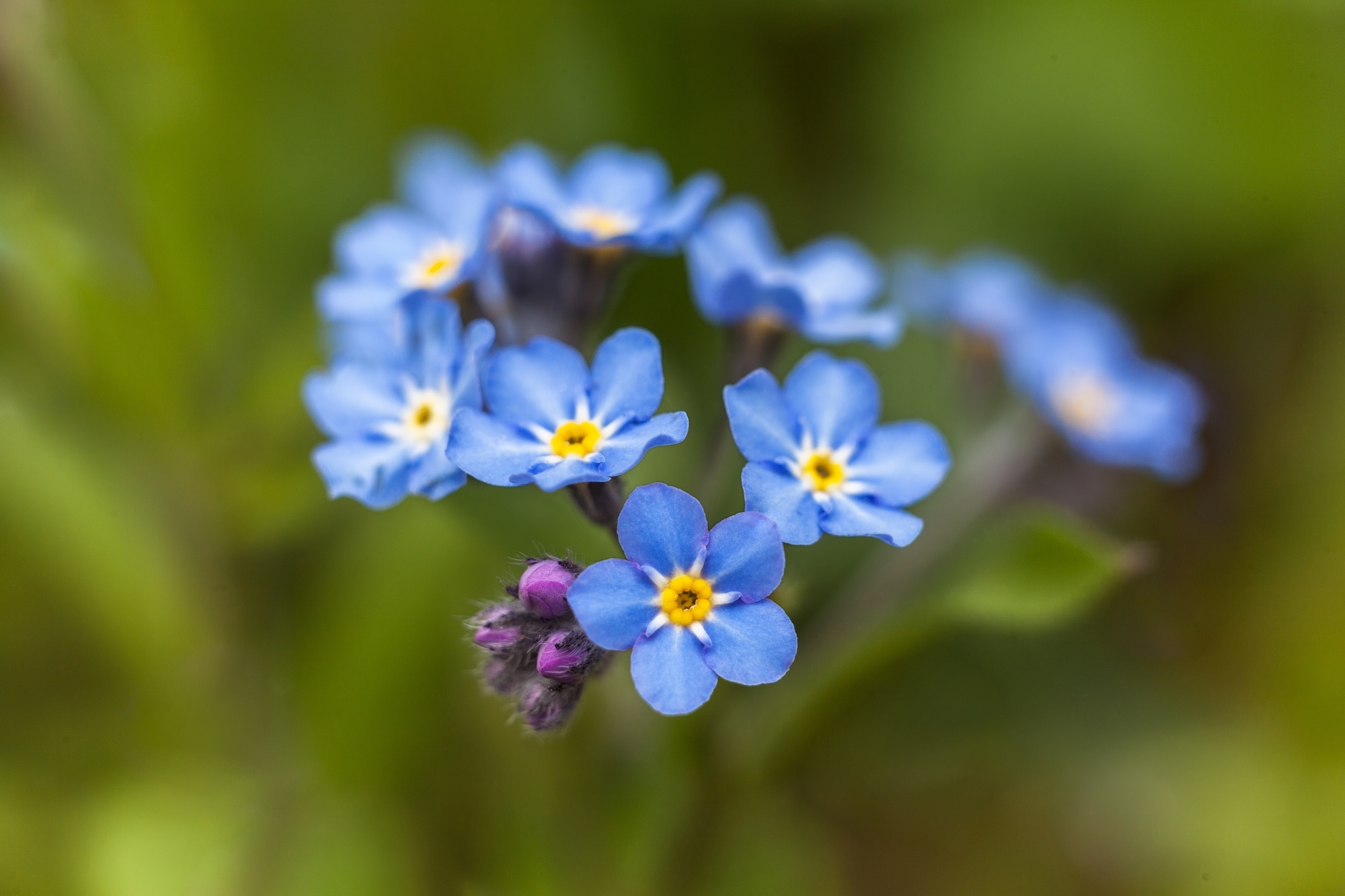 красота, цветы, незабудки, весна, Удрис Айвар