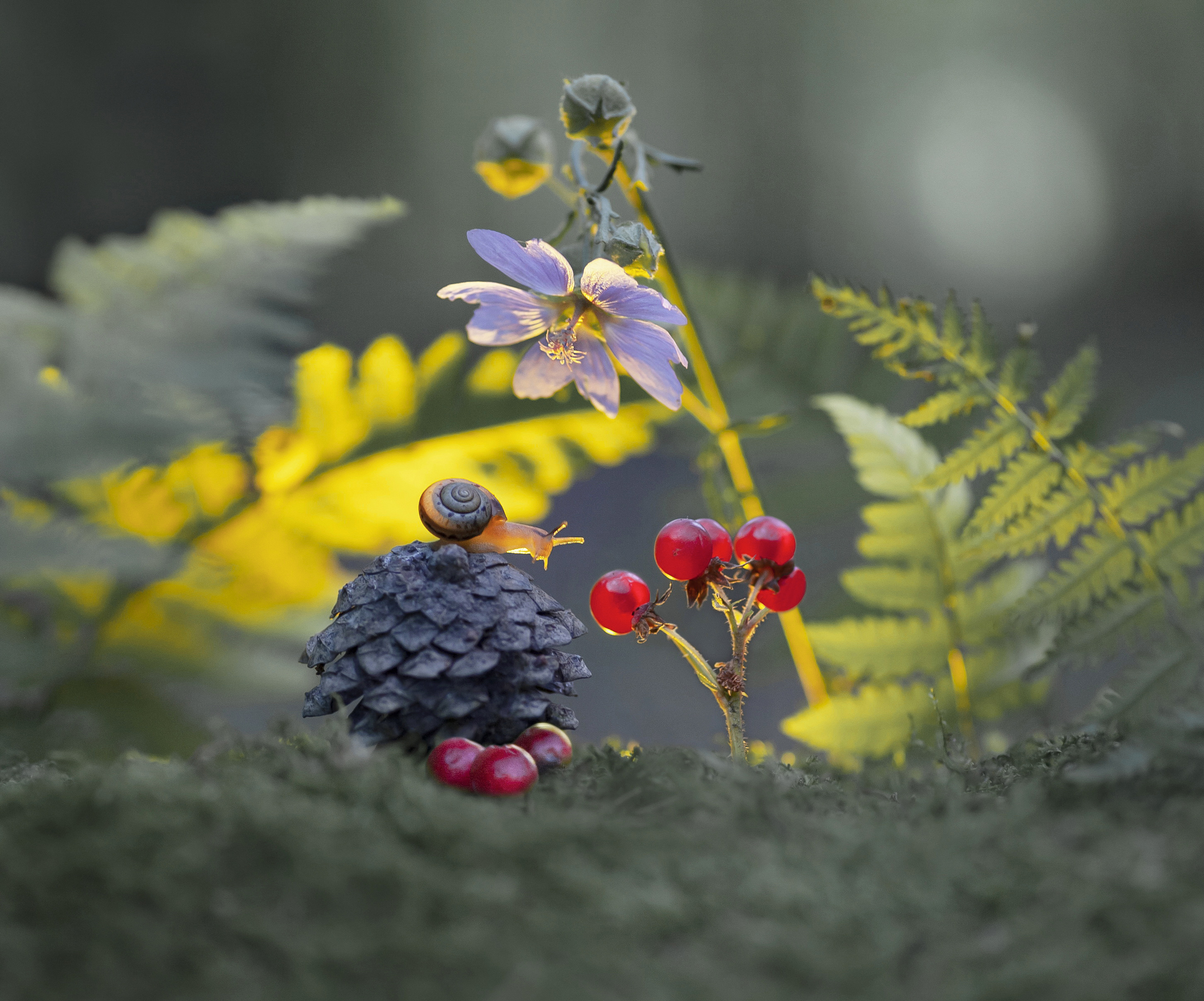 улитка, костяника, макро, беларусь, Александр Гвоздь