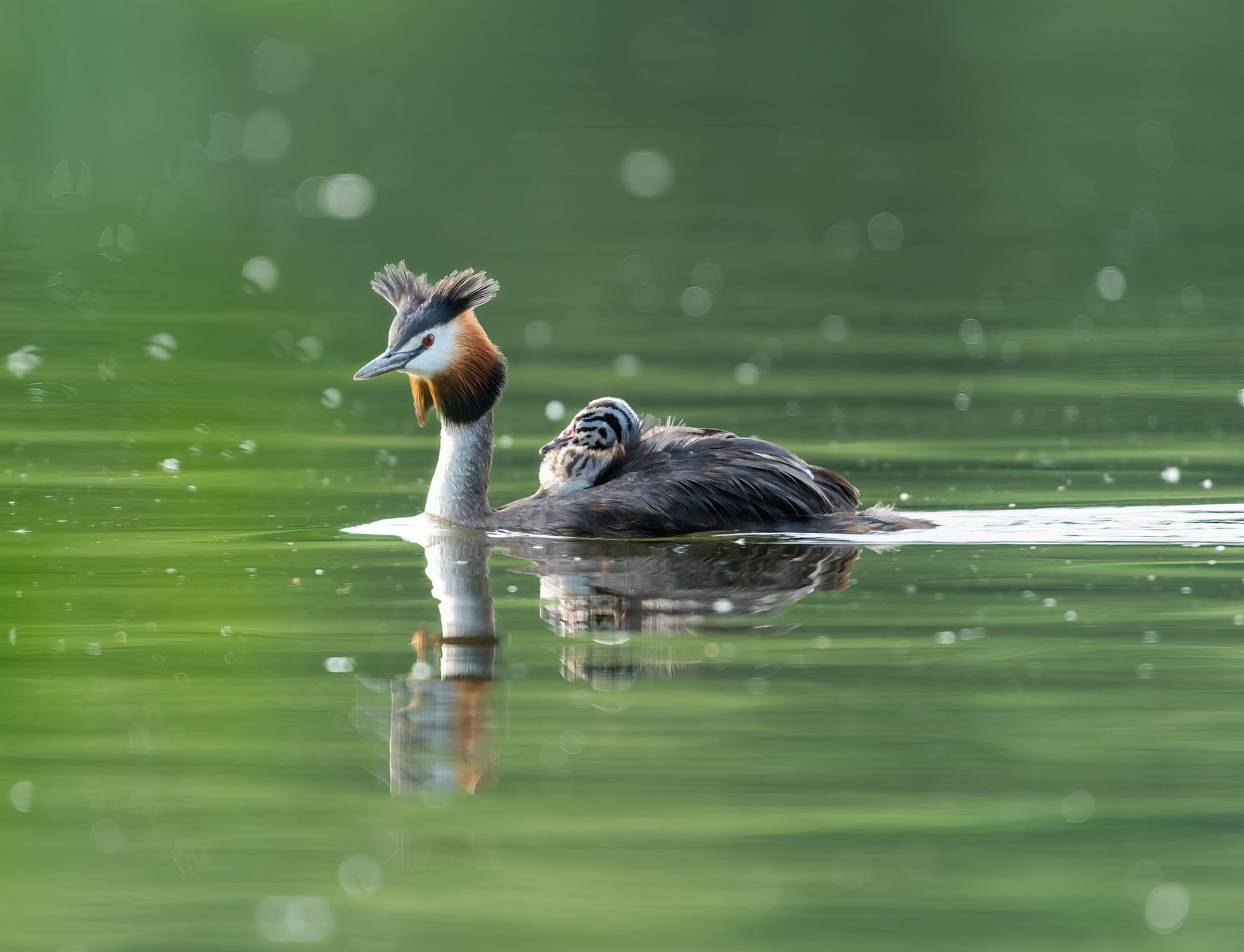 , Дэм Константин