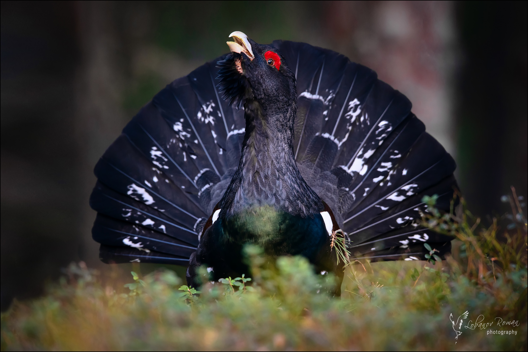 , Лобанов Роман