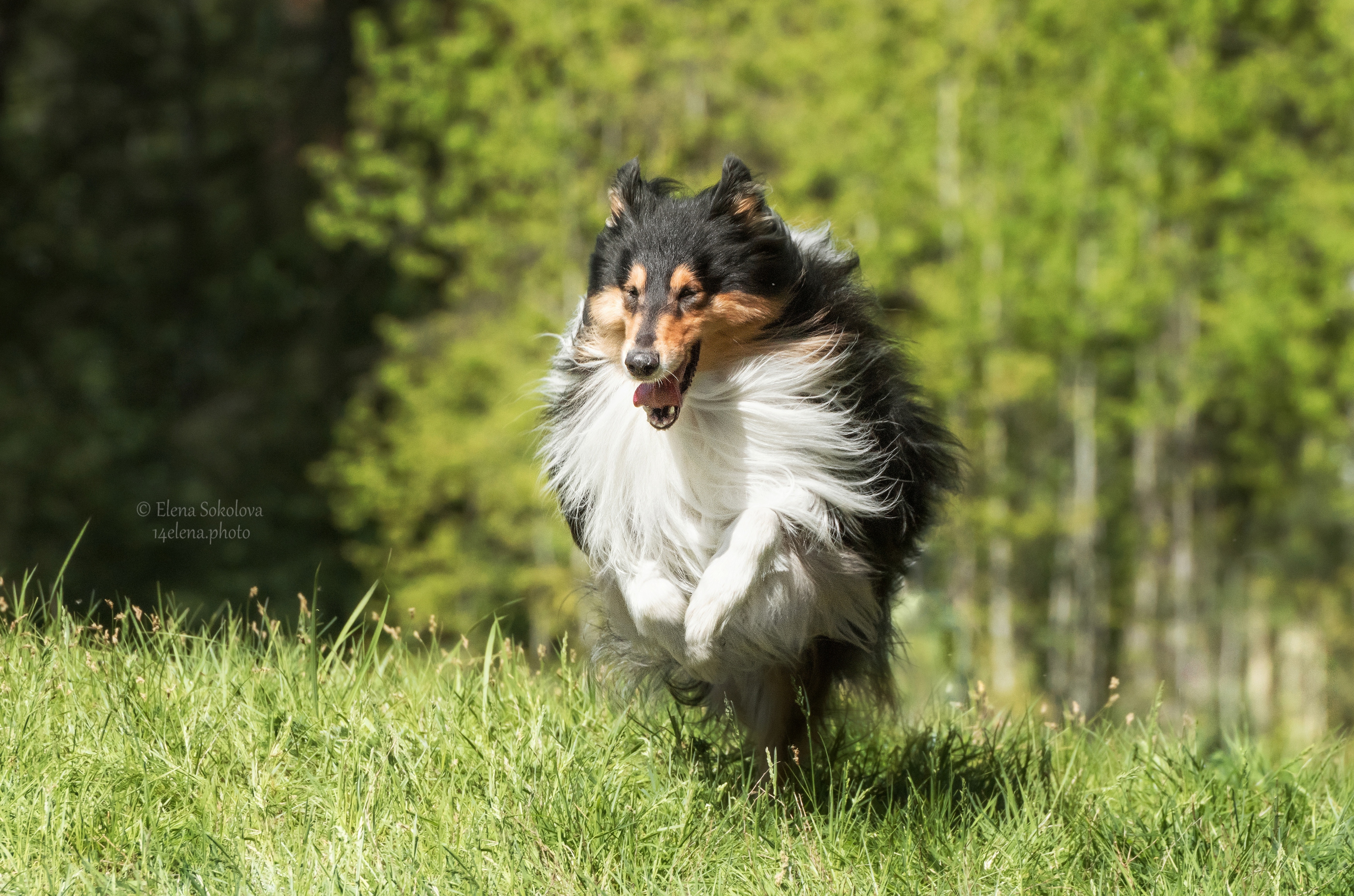 , Соколова Елена