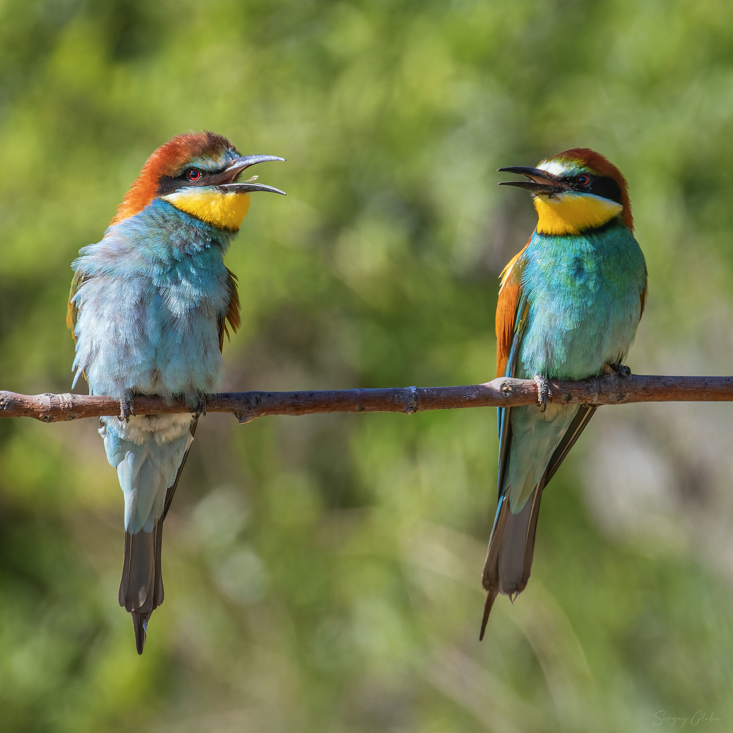 щурка, птицы, пернатые, Глебов Сергей