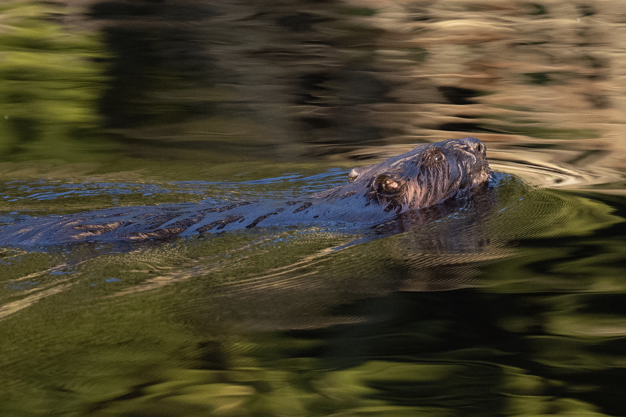 , Vorobeychik Vladimir